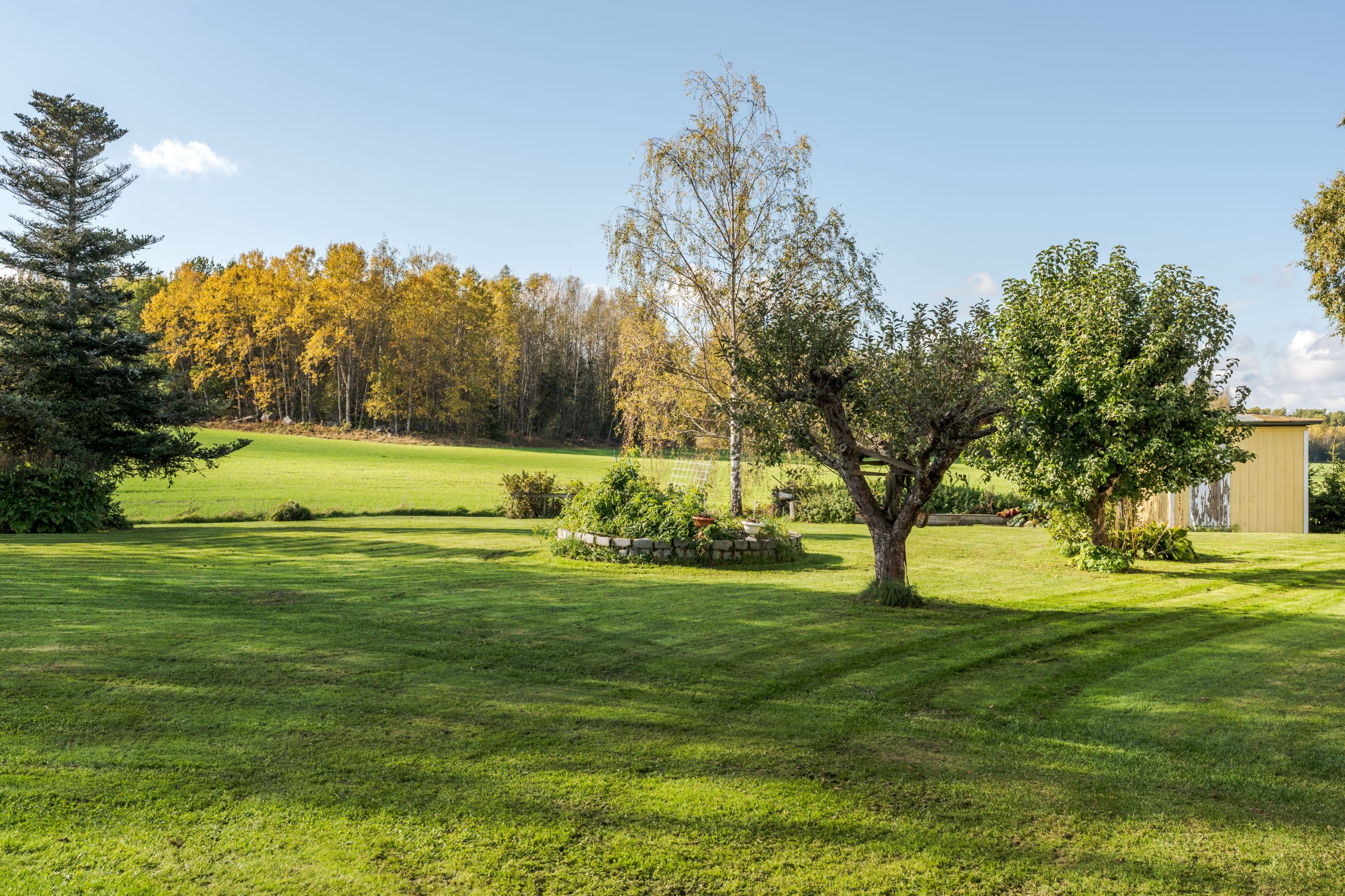 Trädgård