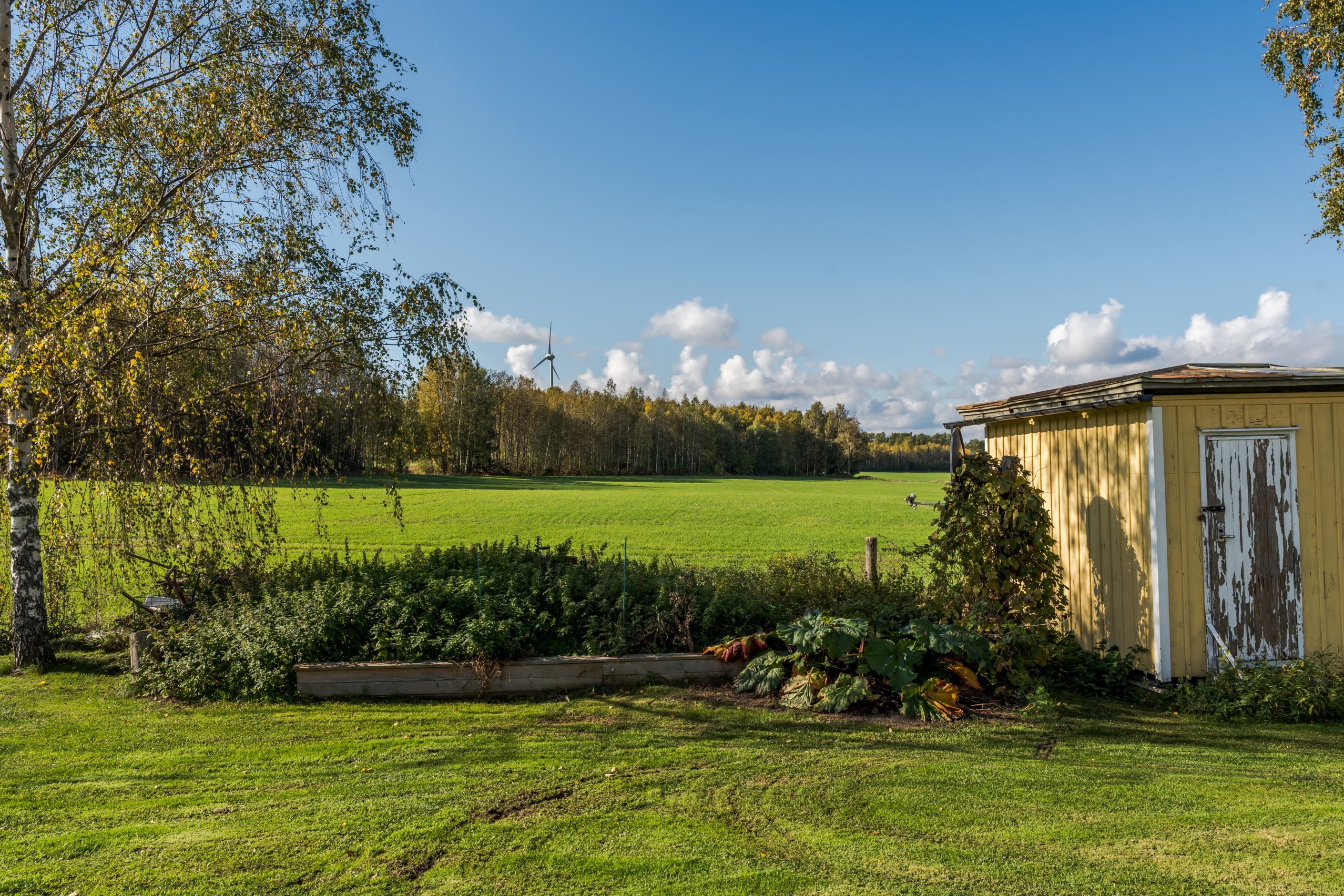Trädgård