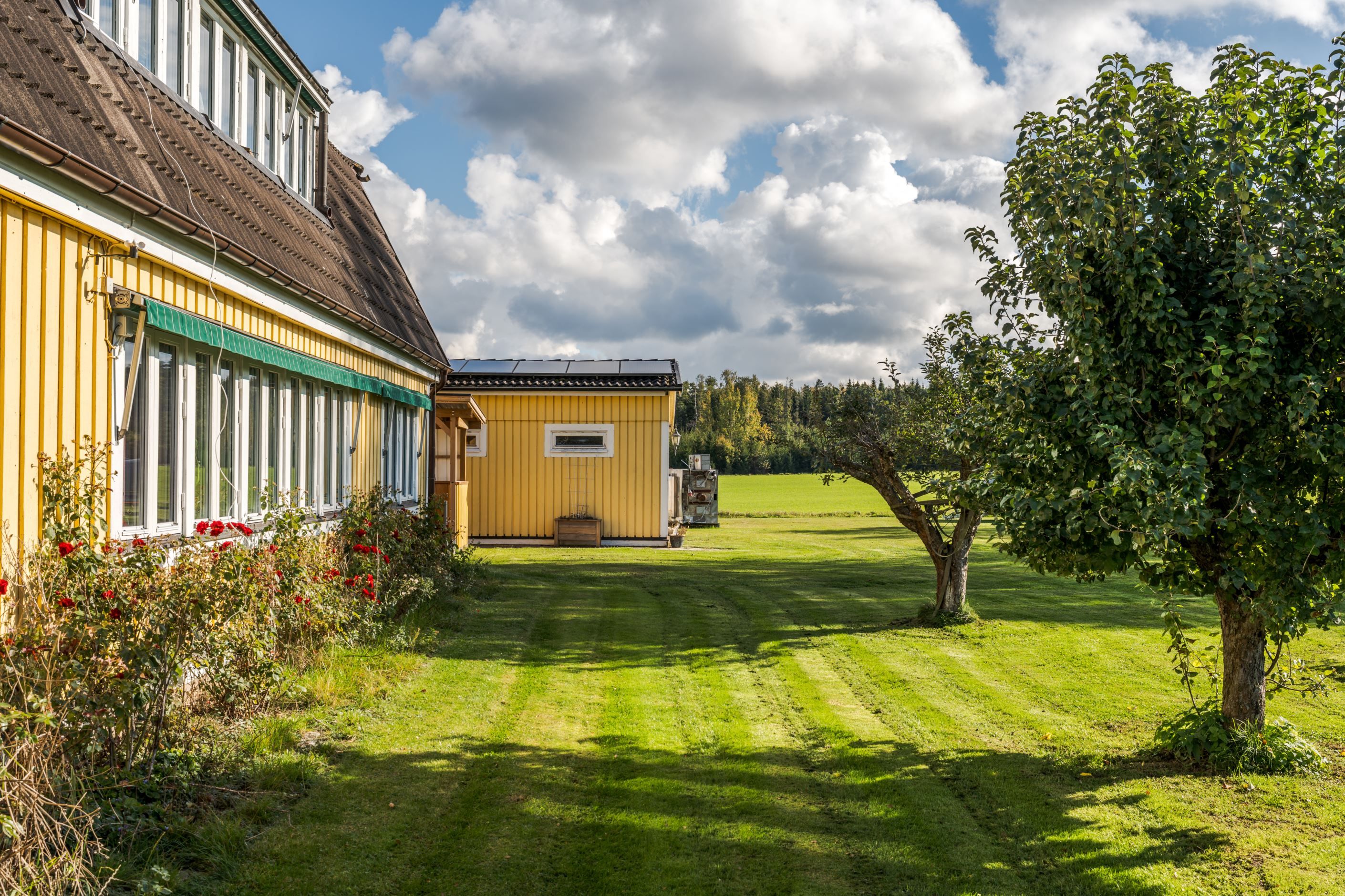 Trädgård