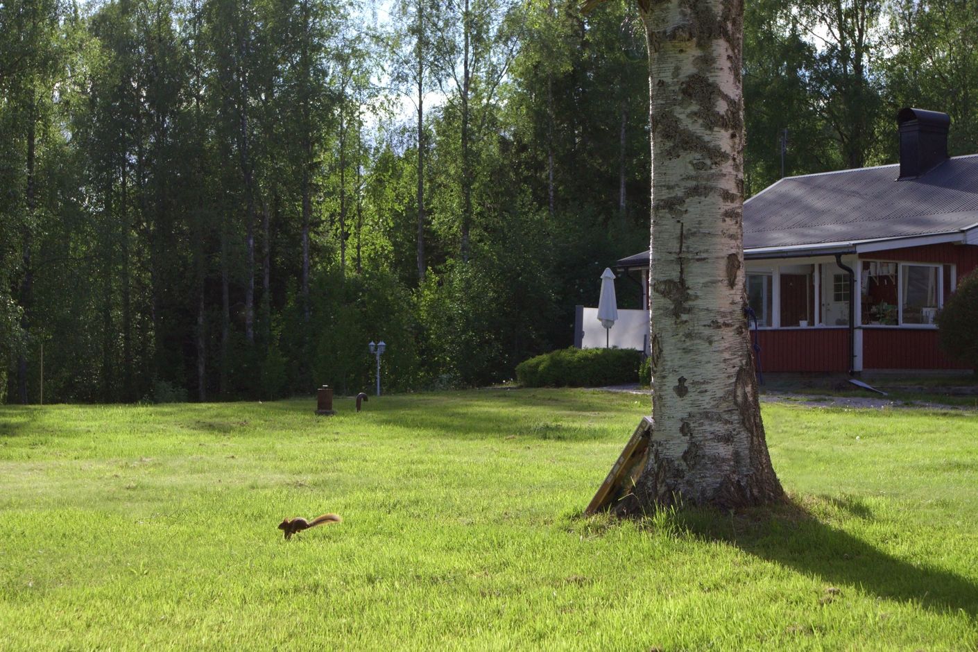 Trädgården