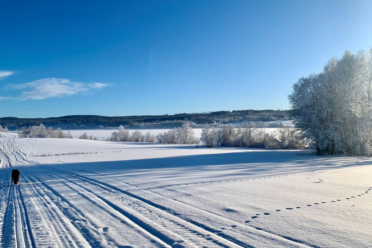 Närområde