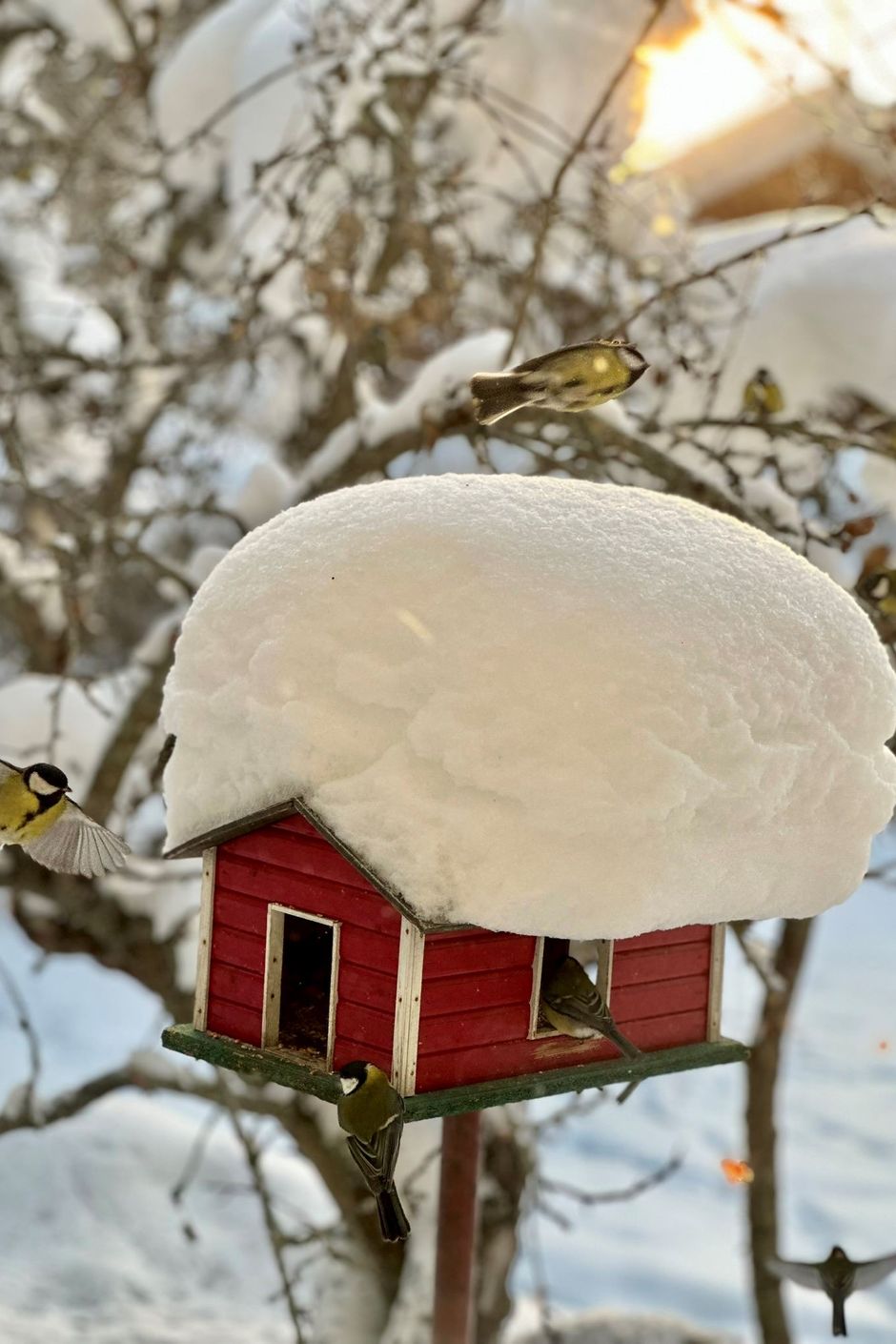 Trädgård