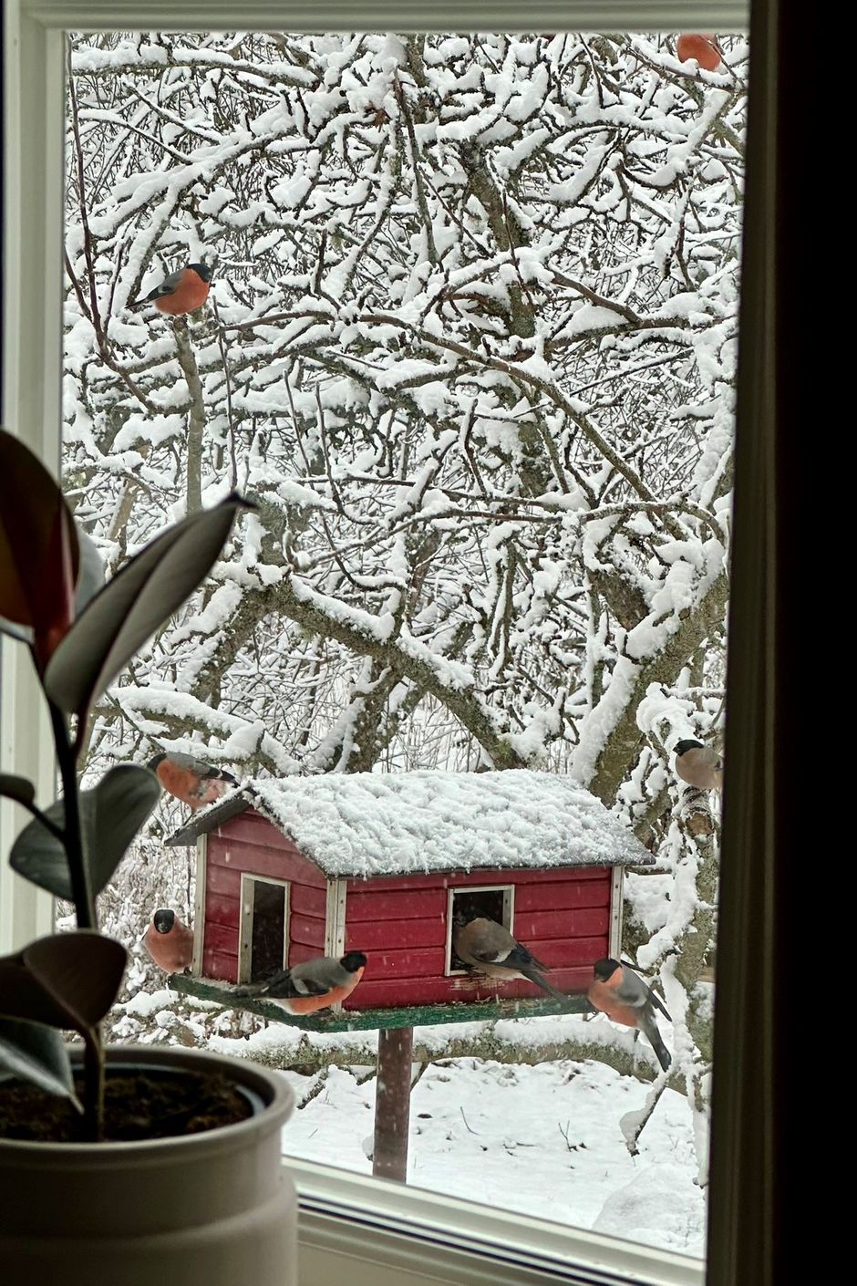 Trädgård