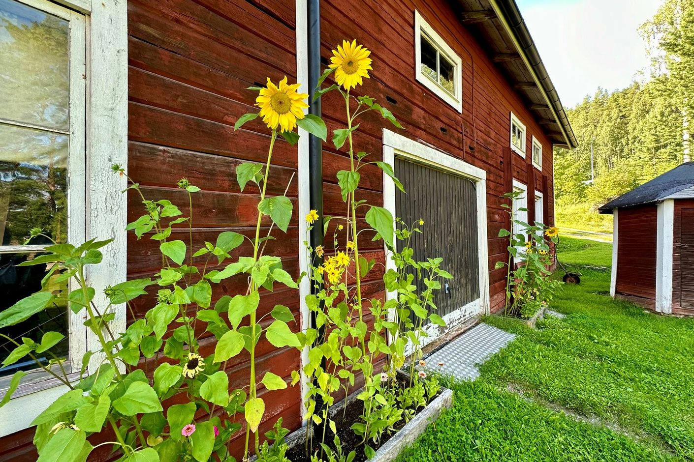 Trädgård