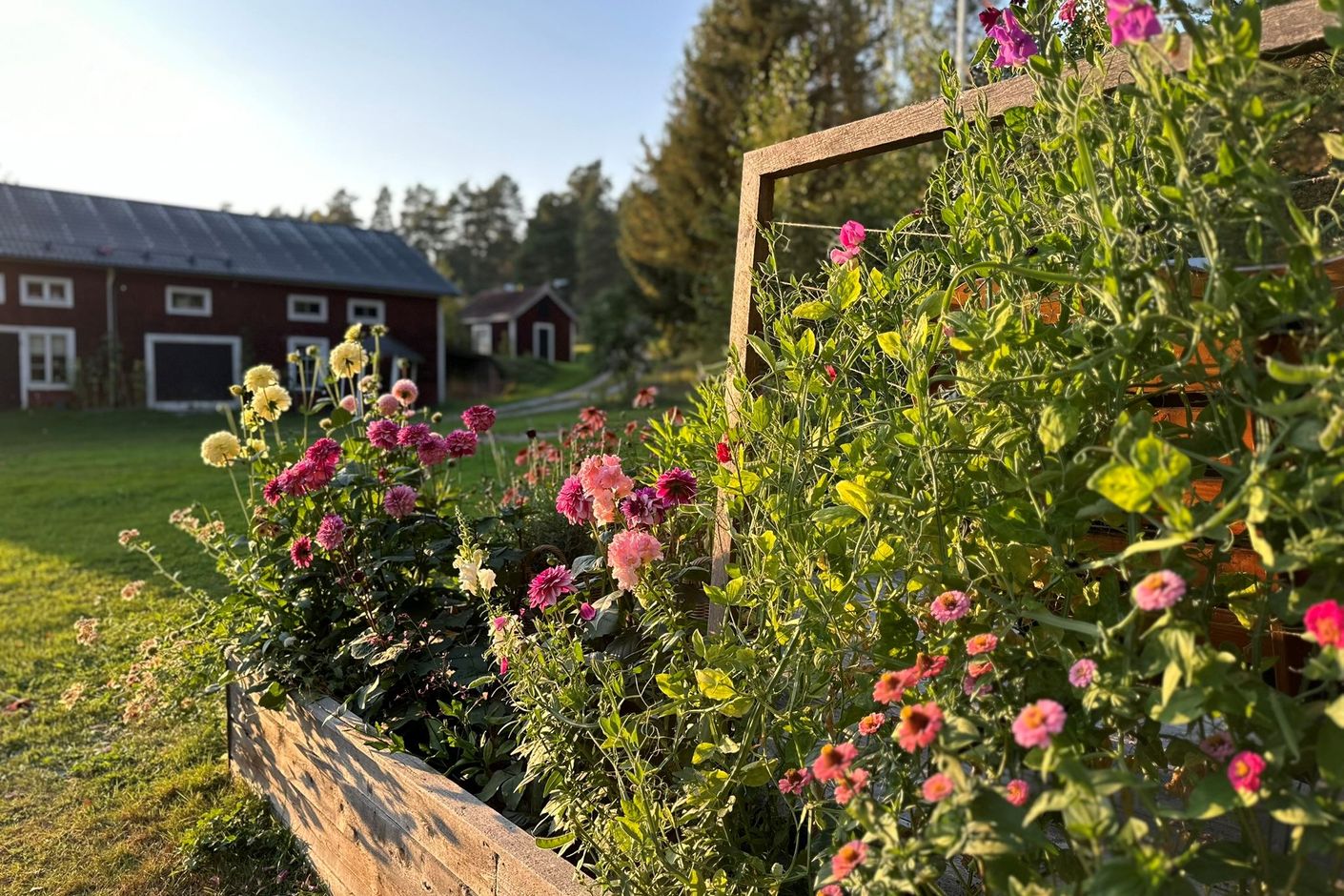 Trädgård