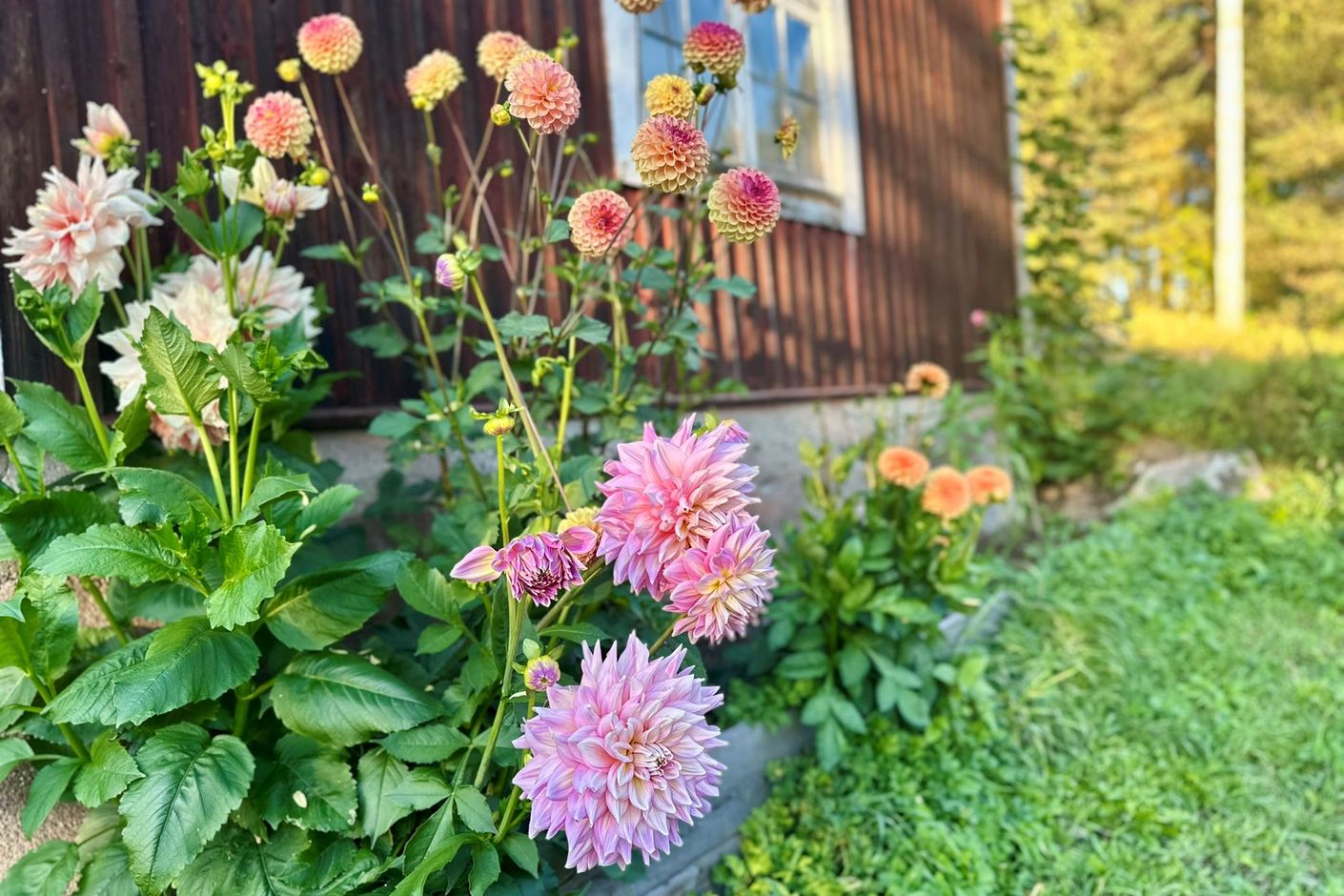 Trädgård