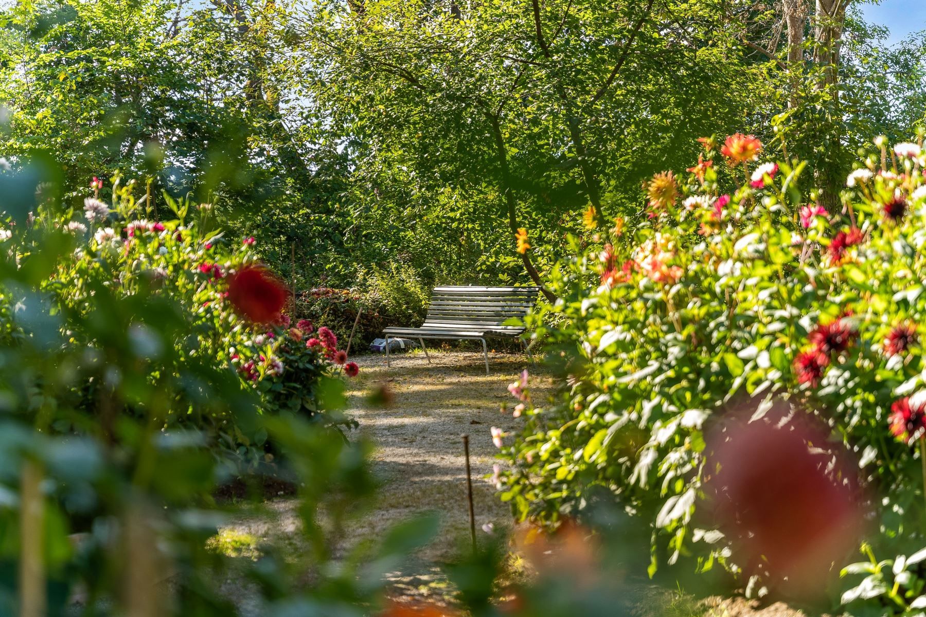 Den vackra Dahliaträdgården