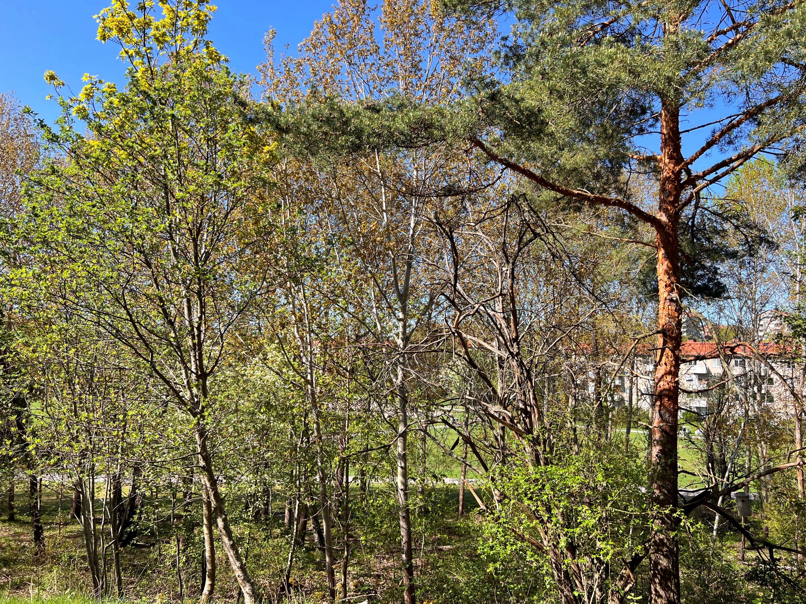 Utsikt från sovrumsfönstret