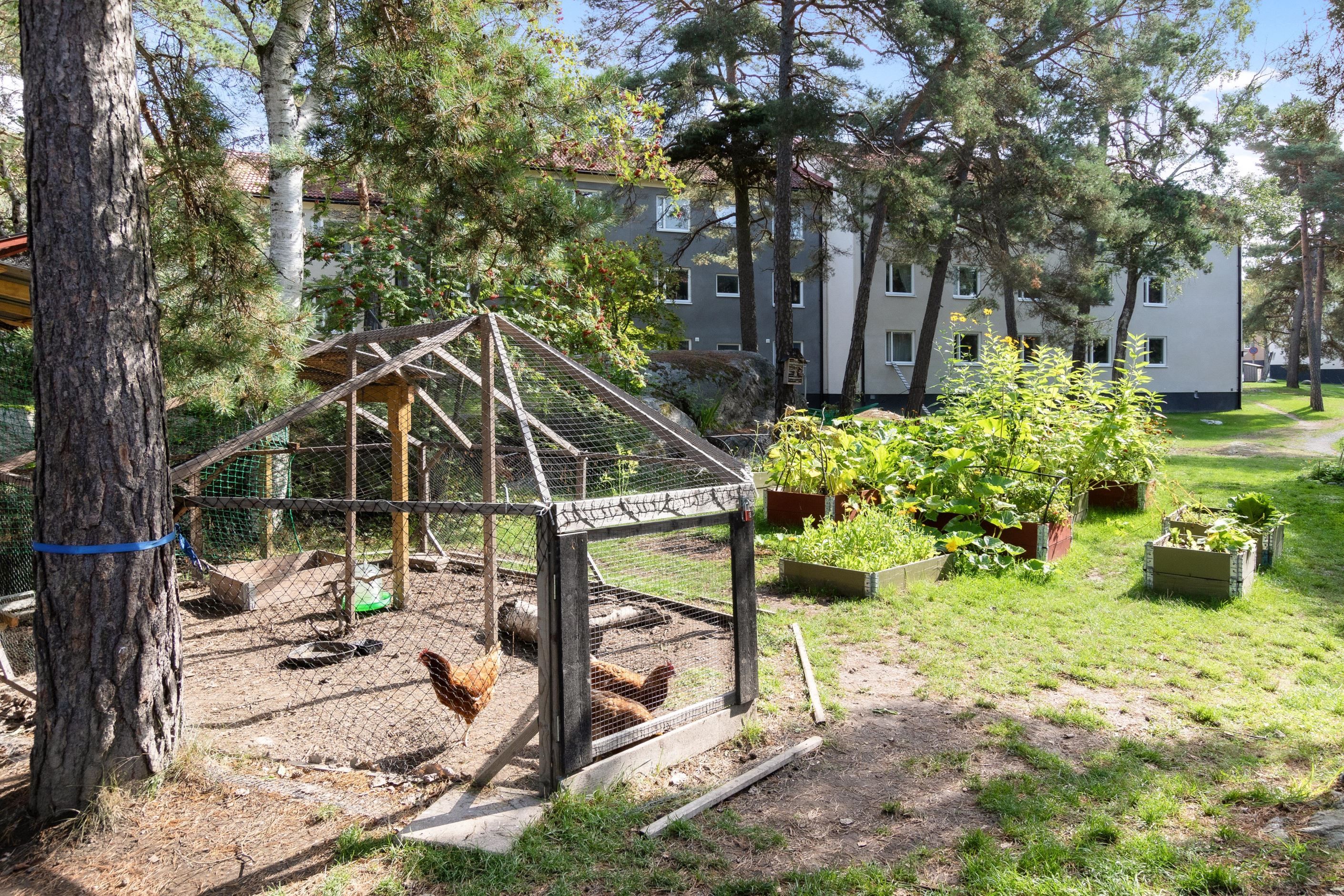 Föreningens sommarhöns