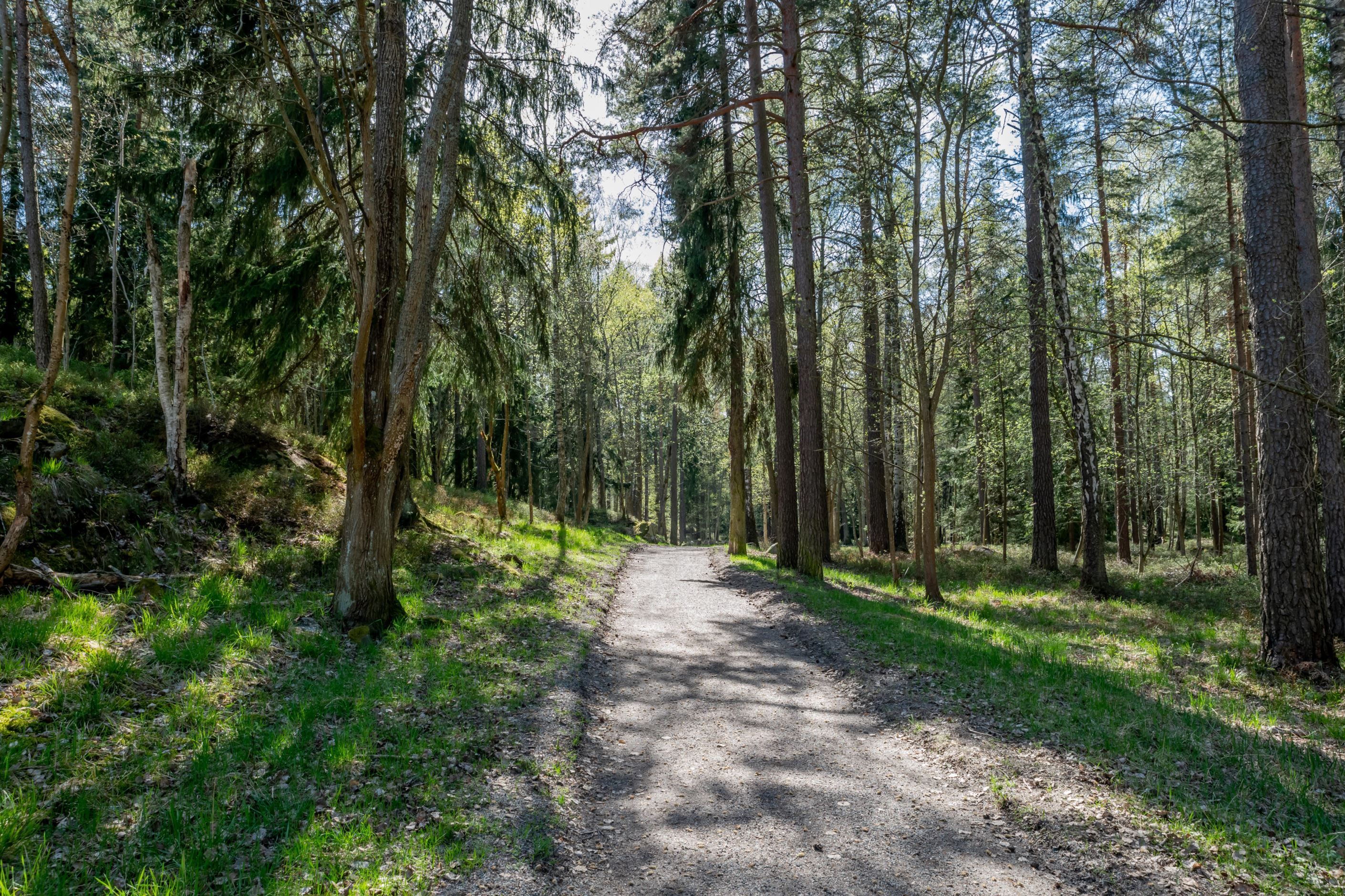 Svedmyra skog