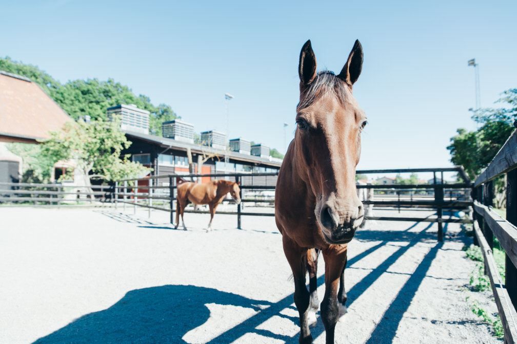 Stallet vid Enskedefältet