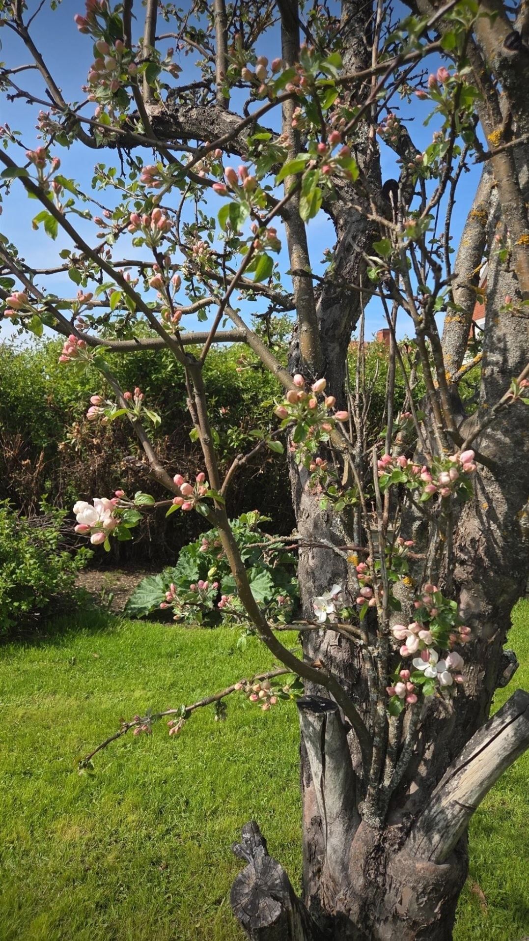 Säljaren egna bilder