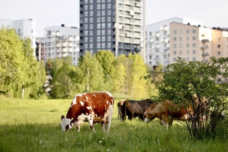 Säljarens bilder