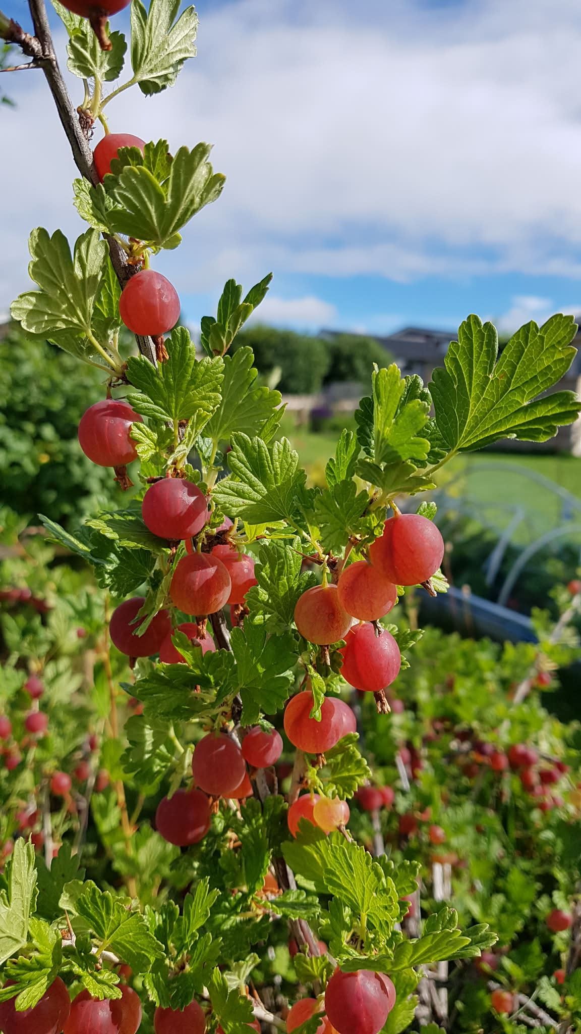 Säljarens egna bilder
