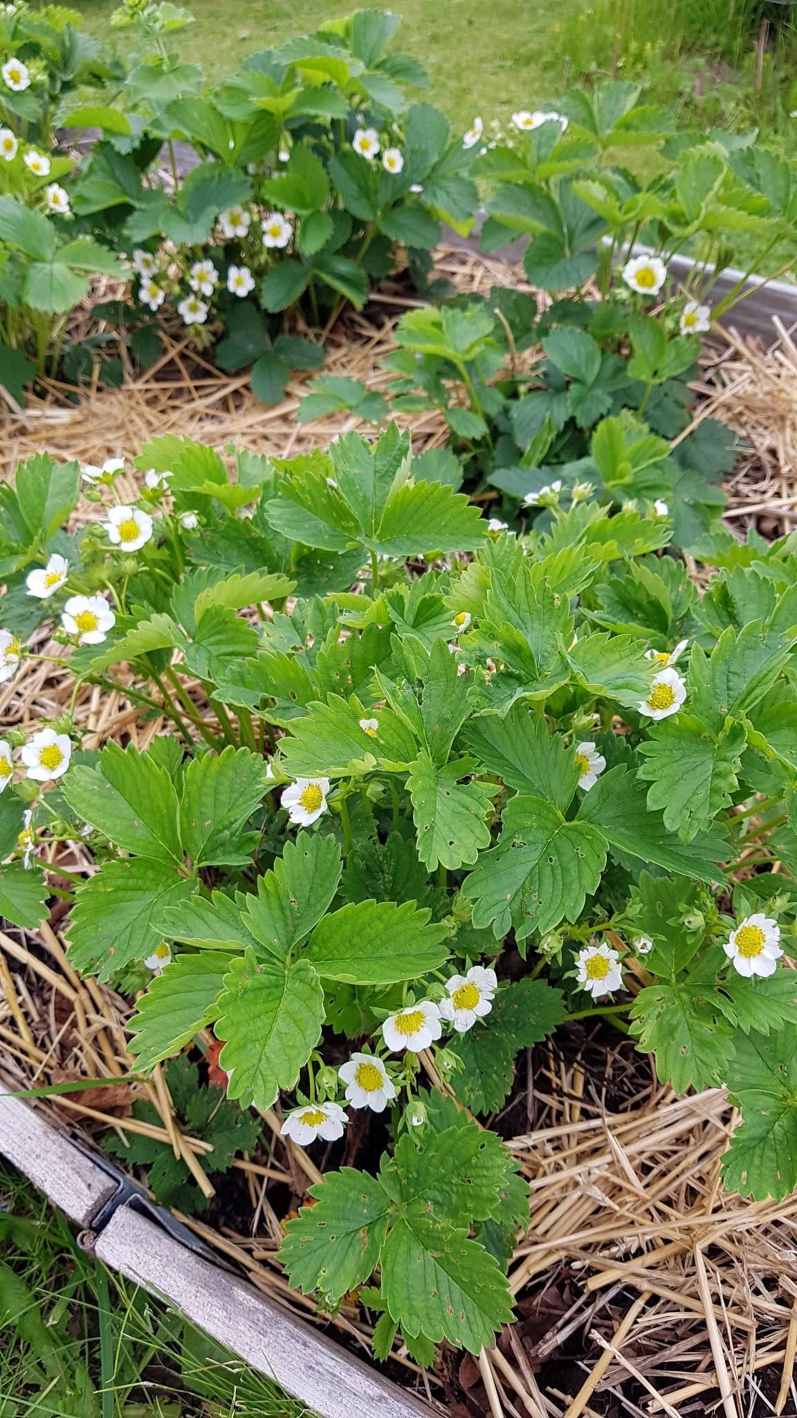 Säljarens egna bilder