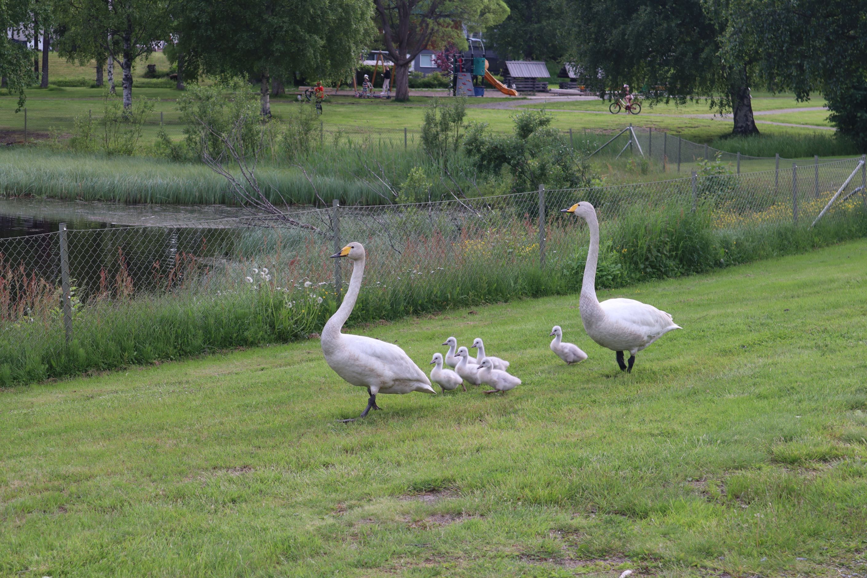 Svanarna på promenad och lekparken i bakgrunden