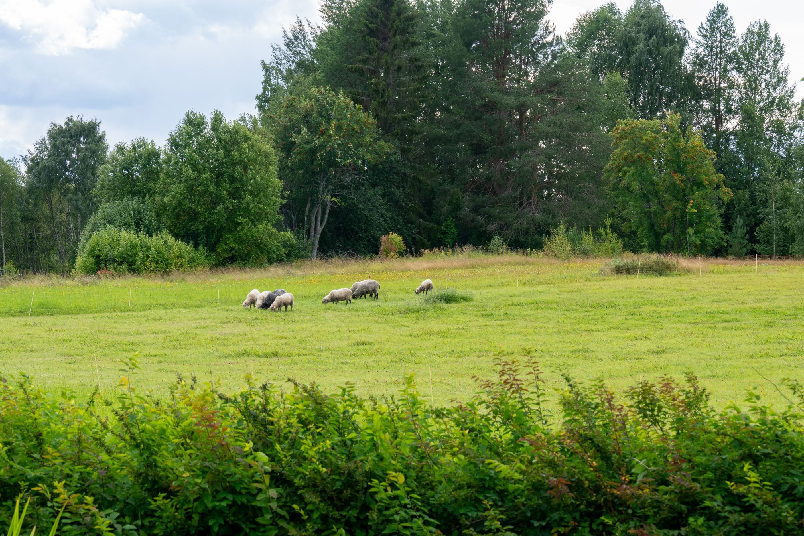 Bildkategori