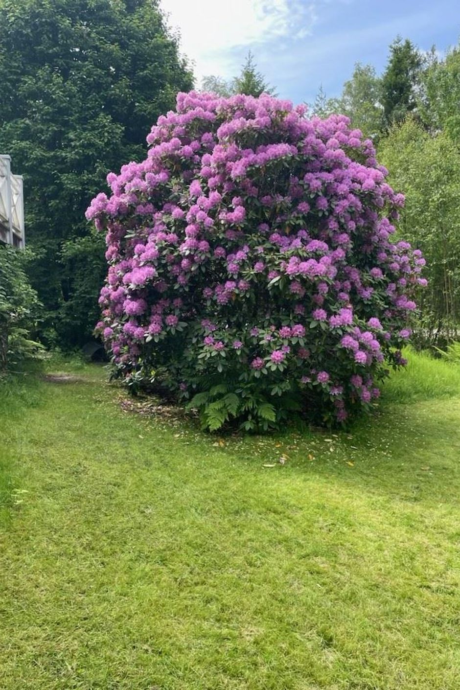 Säljarens egna bild