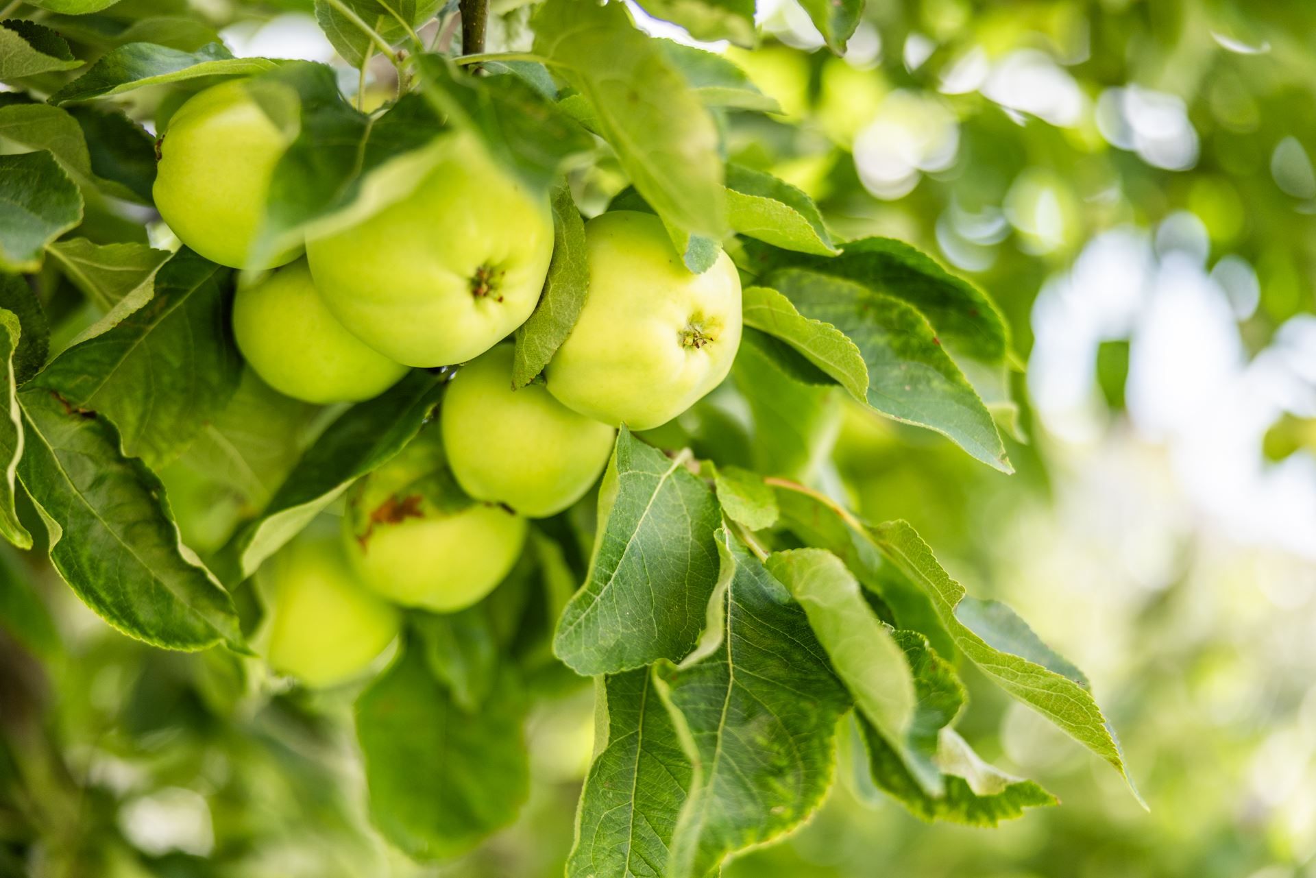 Blomster och fruktträd på innergårdarna