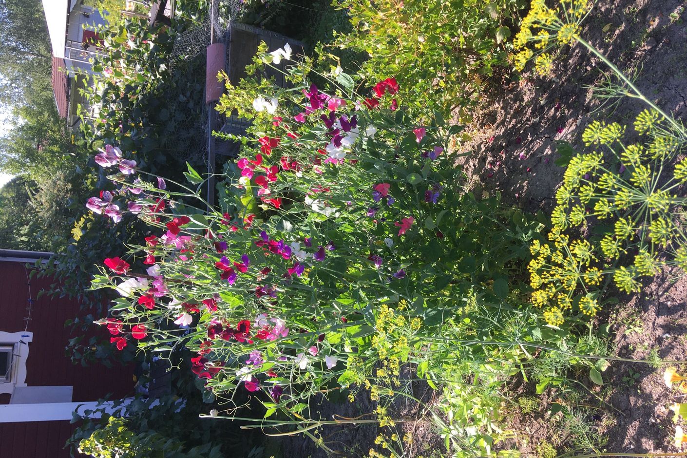 Blomster