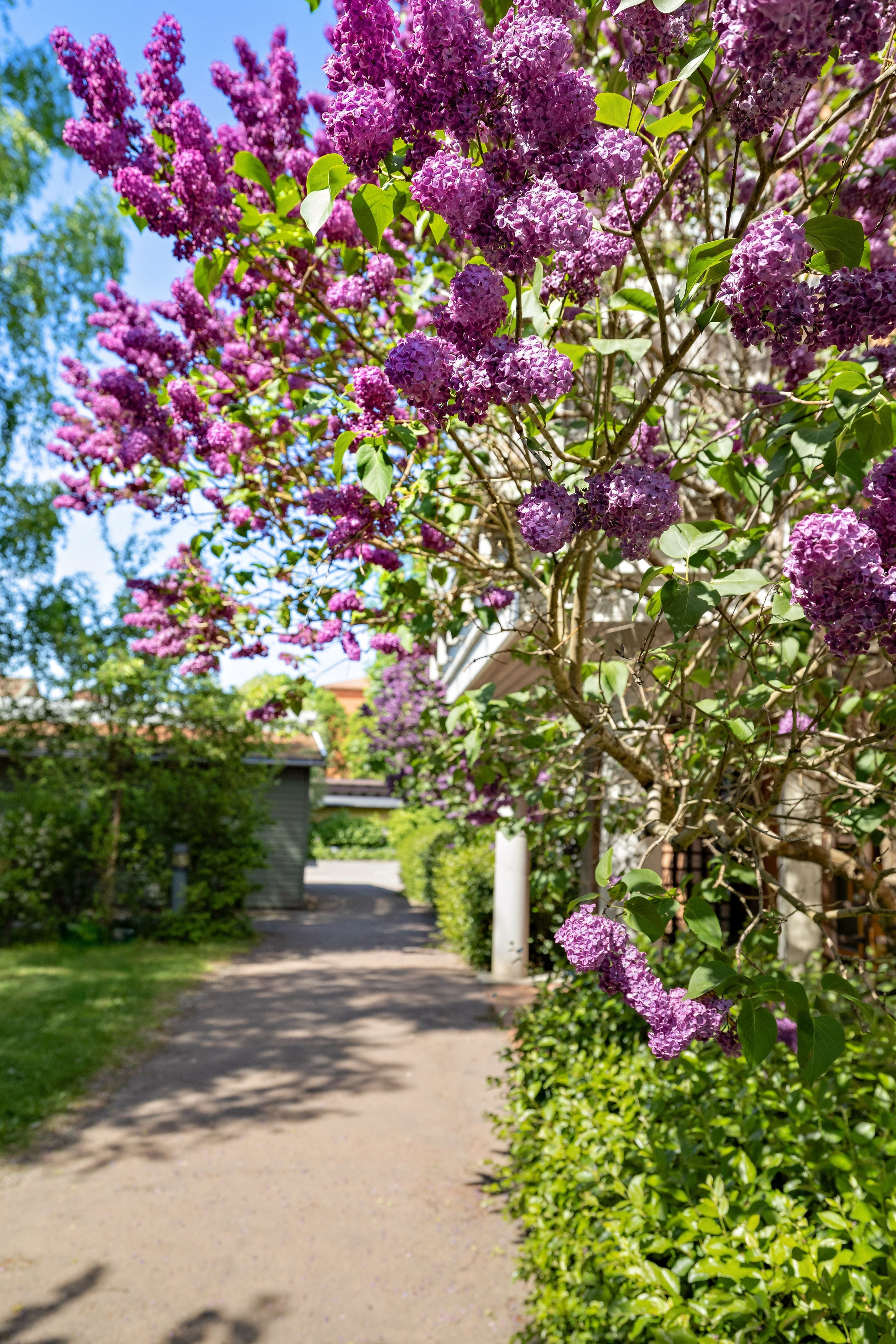 Innergård