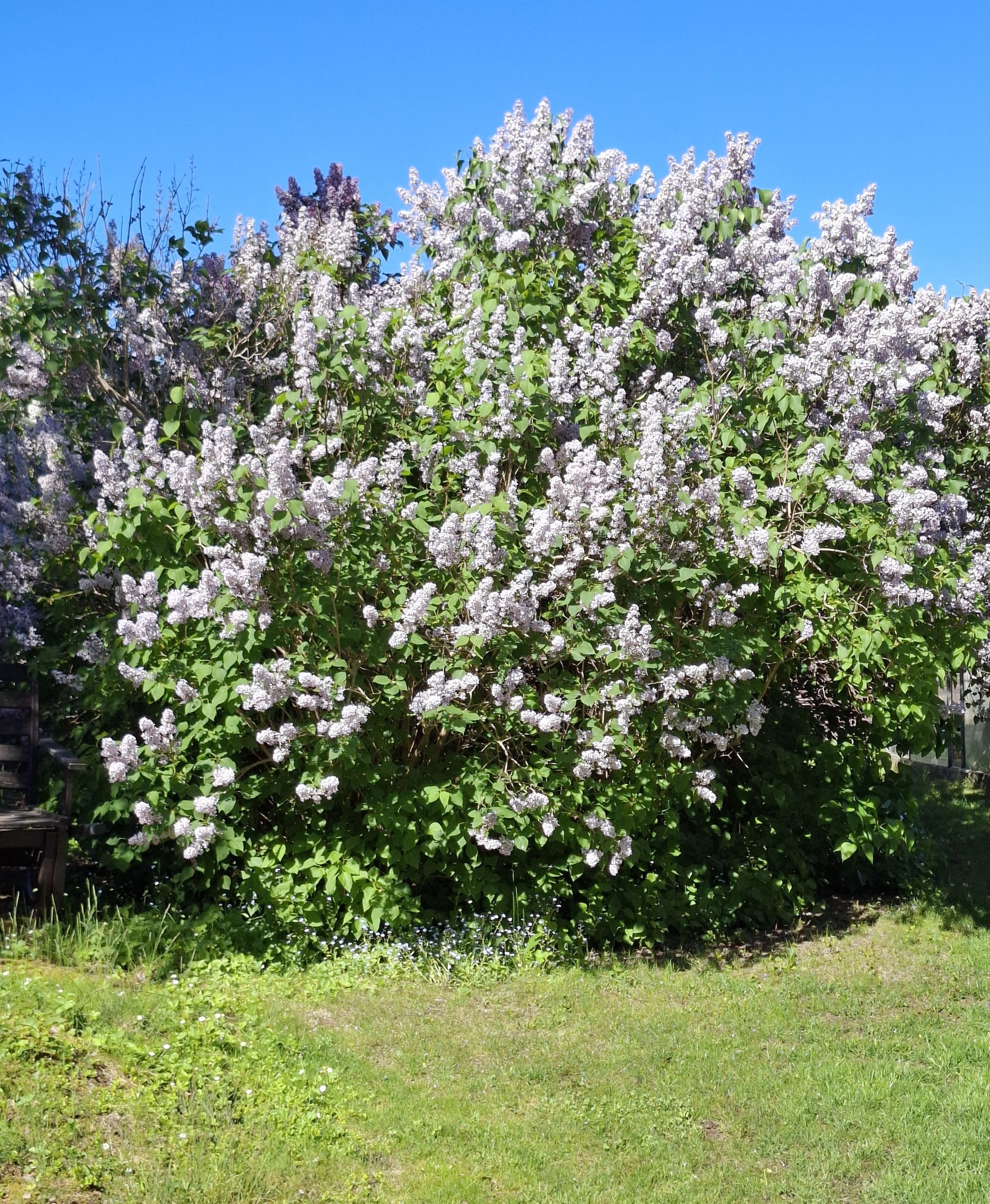 Blommande syren - säljarens sommarbild