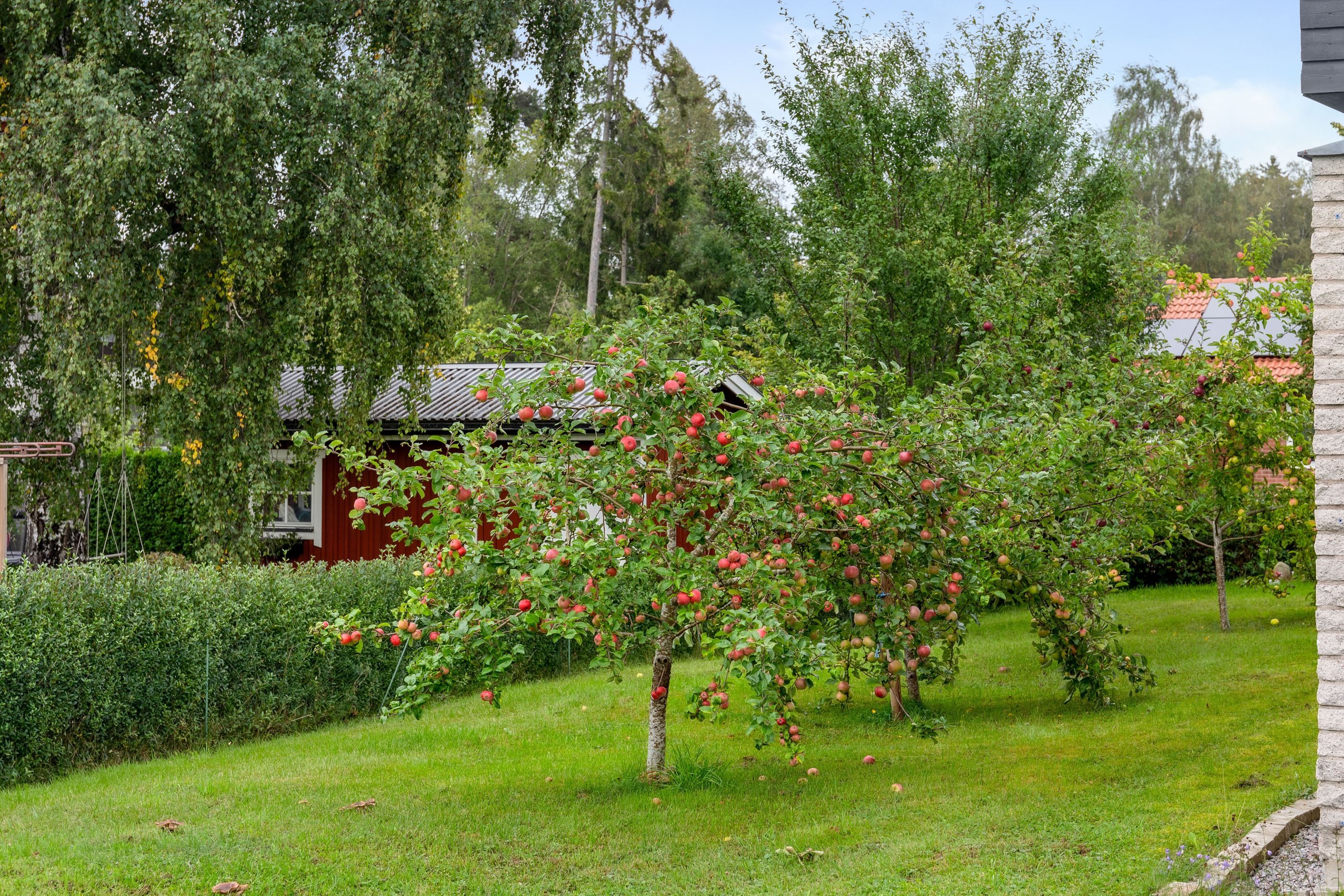 Uppvuxen trädgård