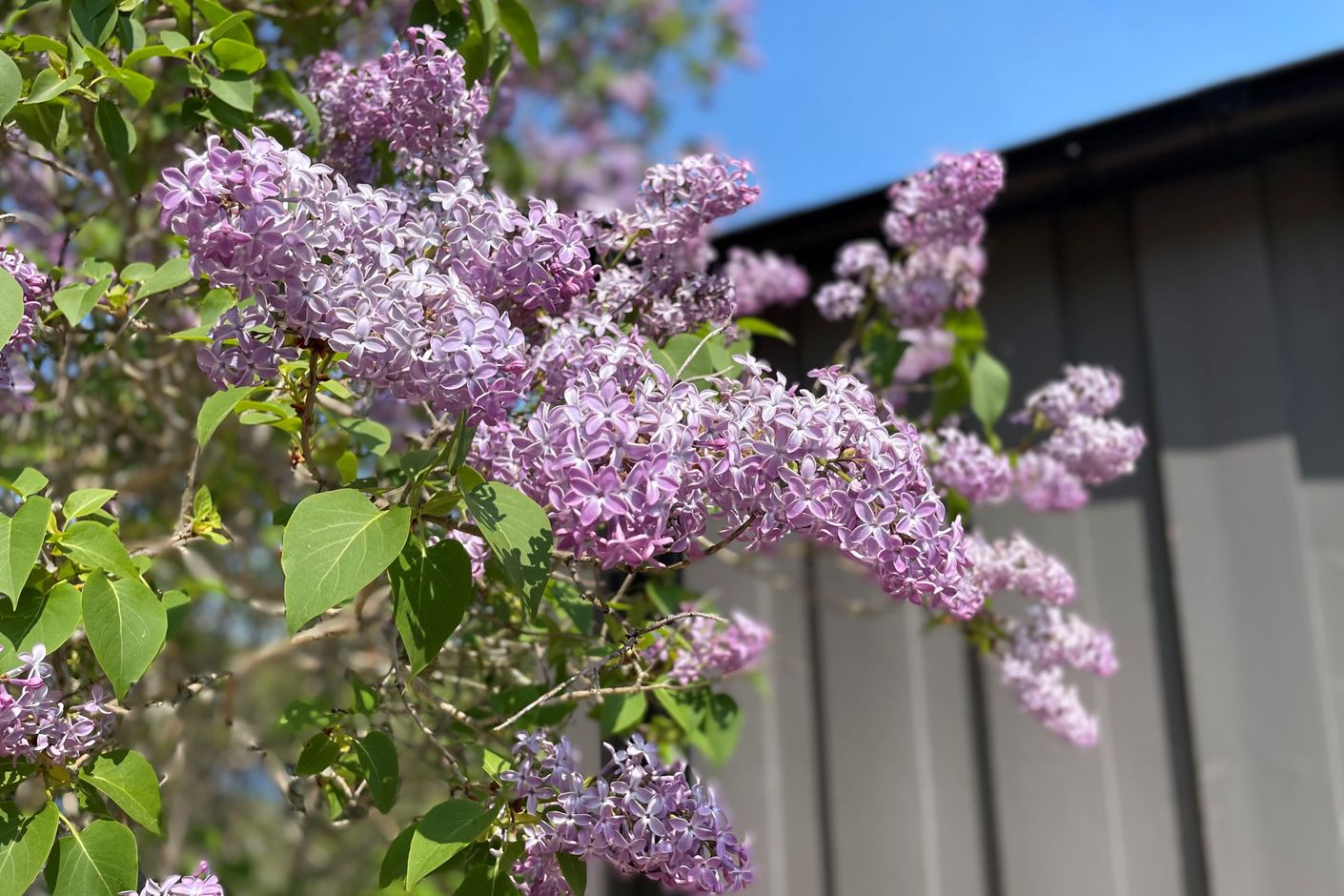 Säljarens bild