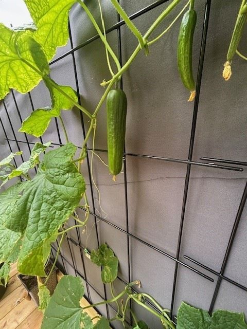 Säljarens sommarbild