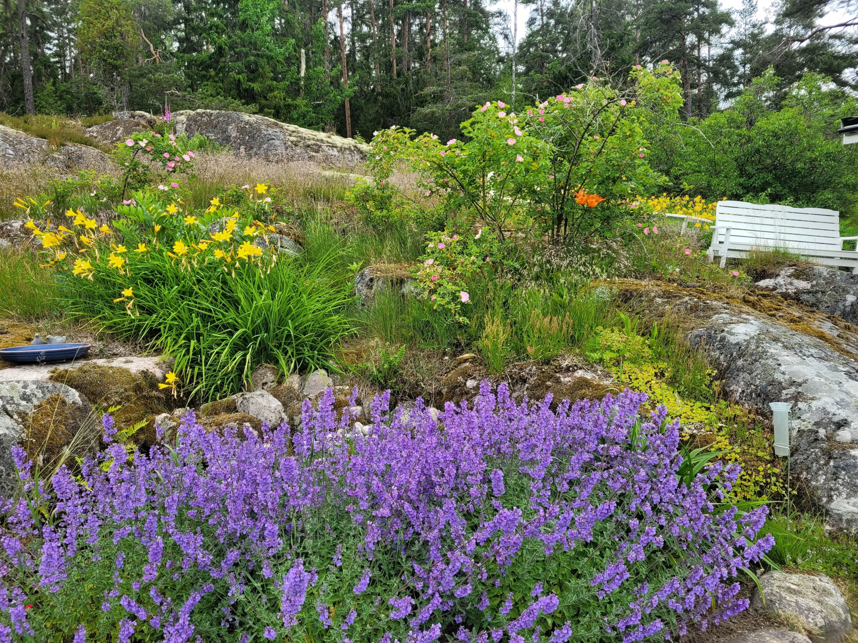 Trädgård