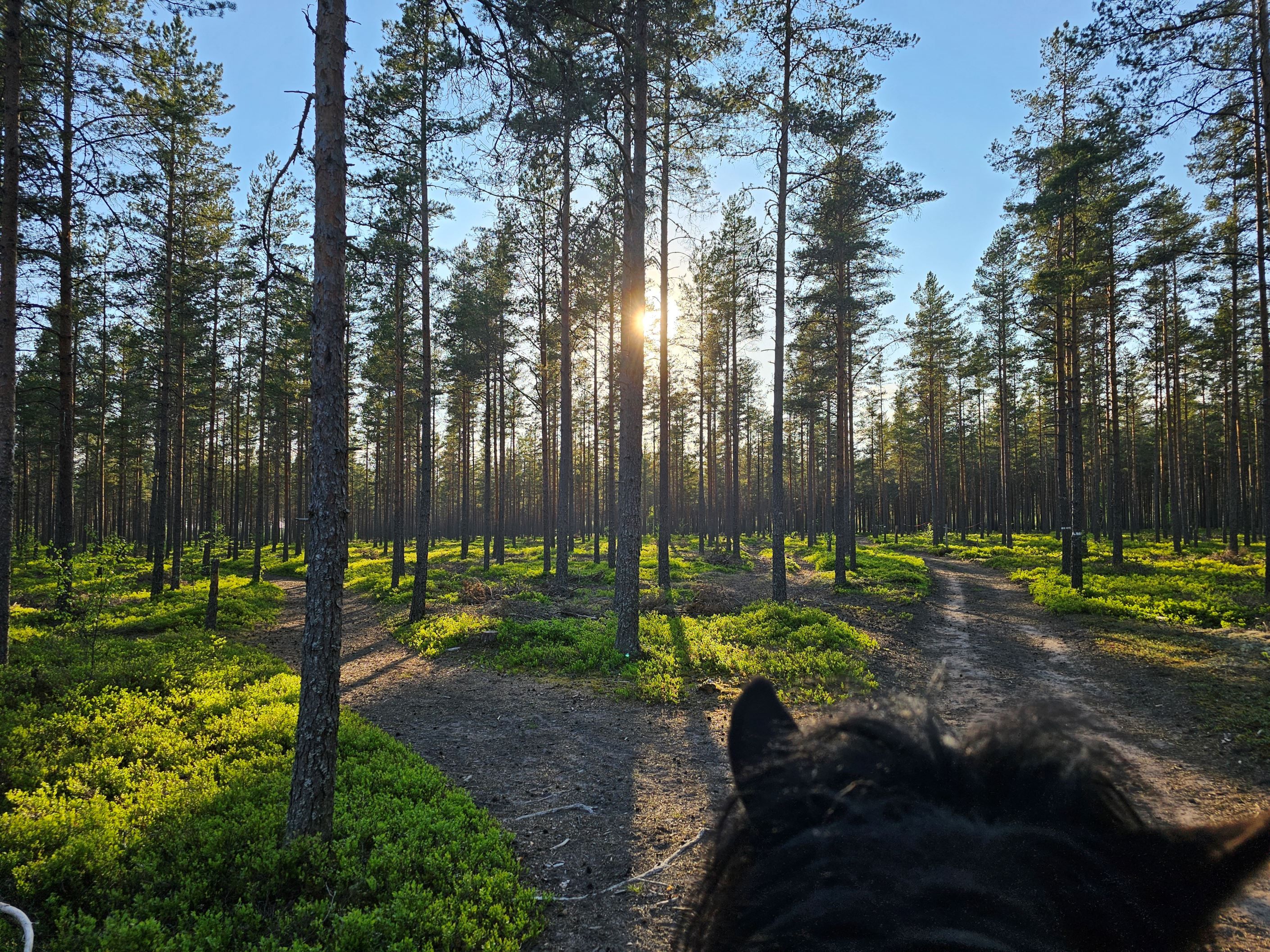 Vy från hästryggen - säljarens bild
