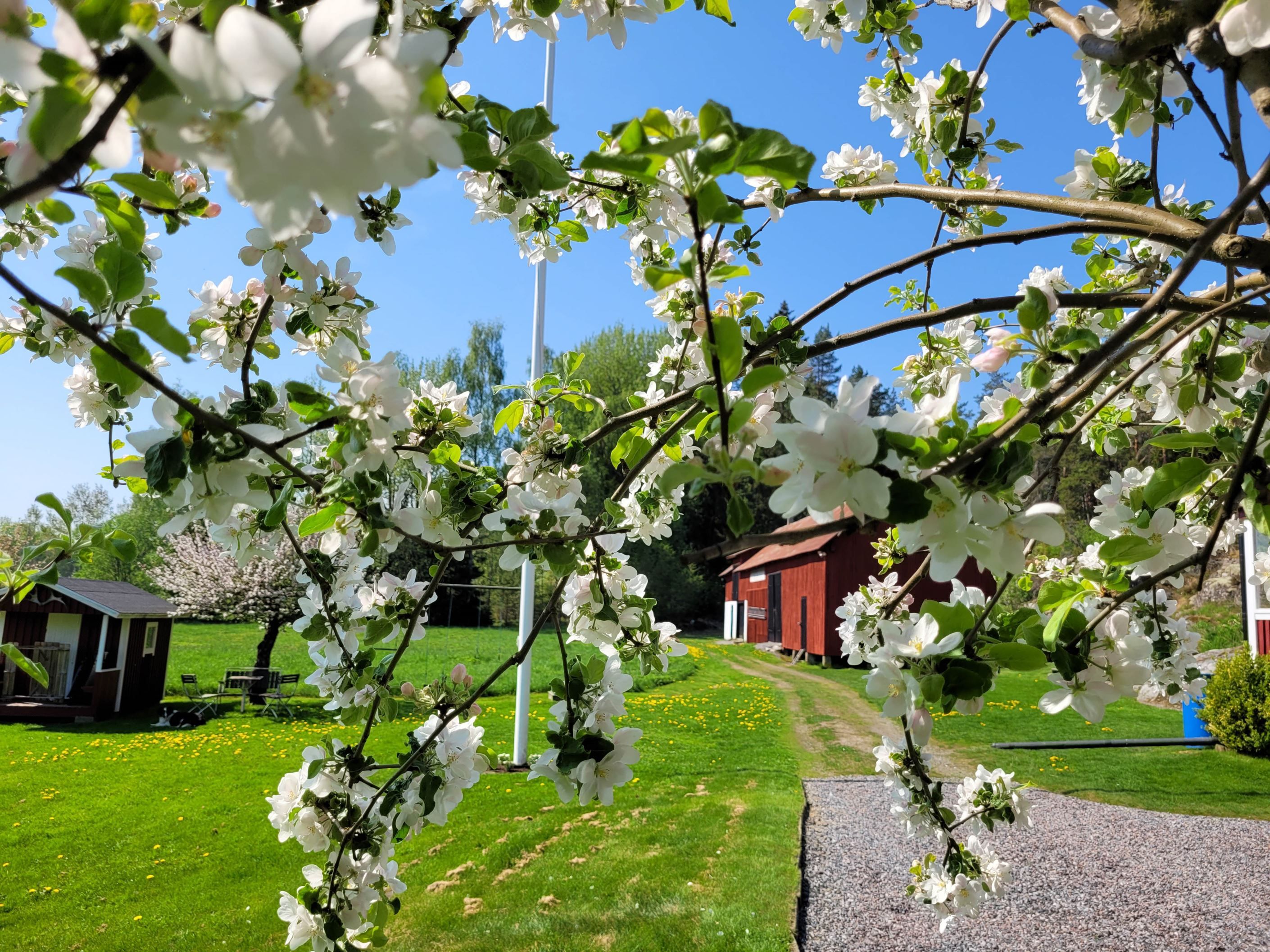 Trädgård
