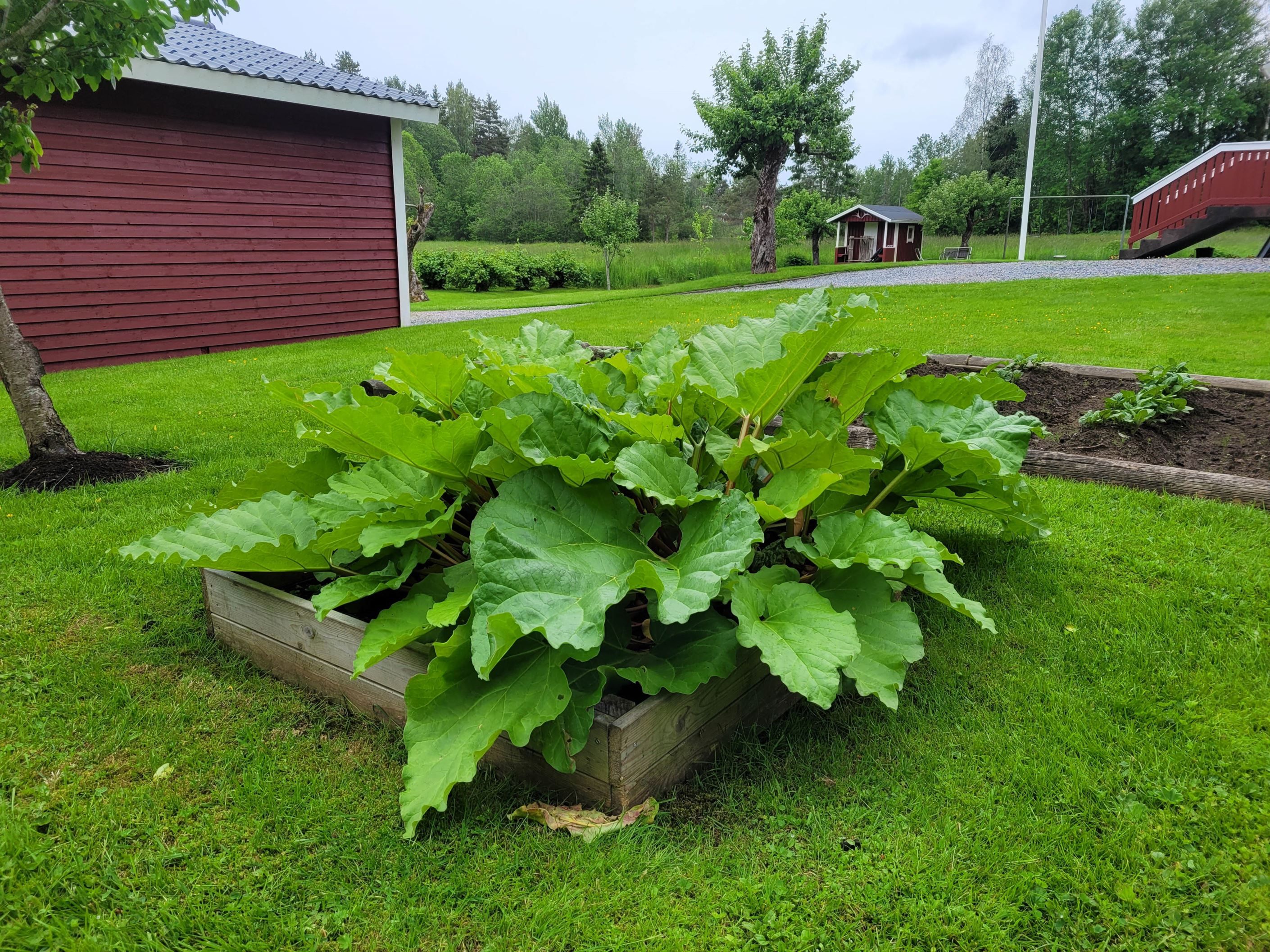 Trädgård