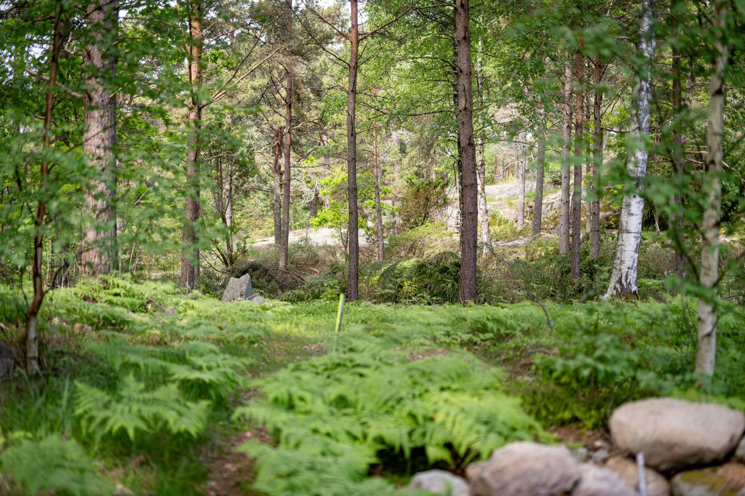 Bildkategori