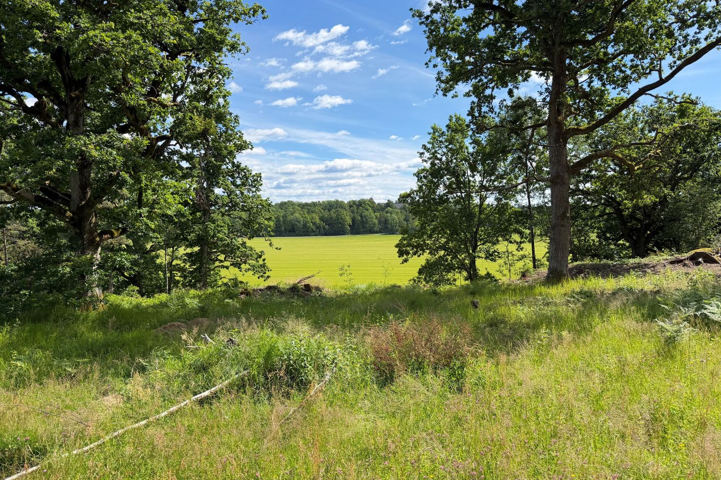 Utsikt från tomten