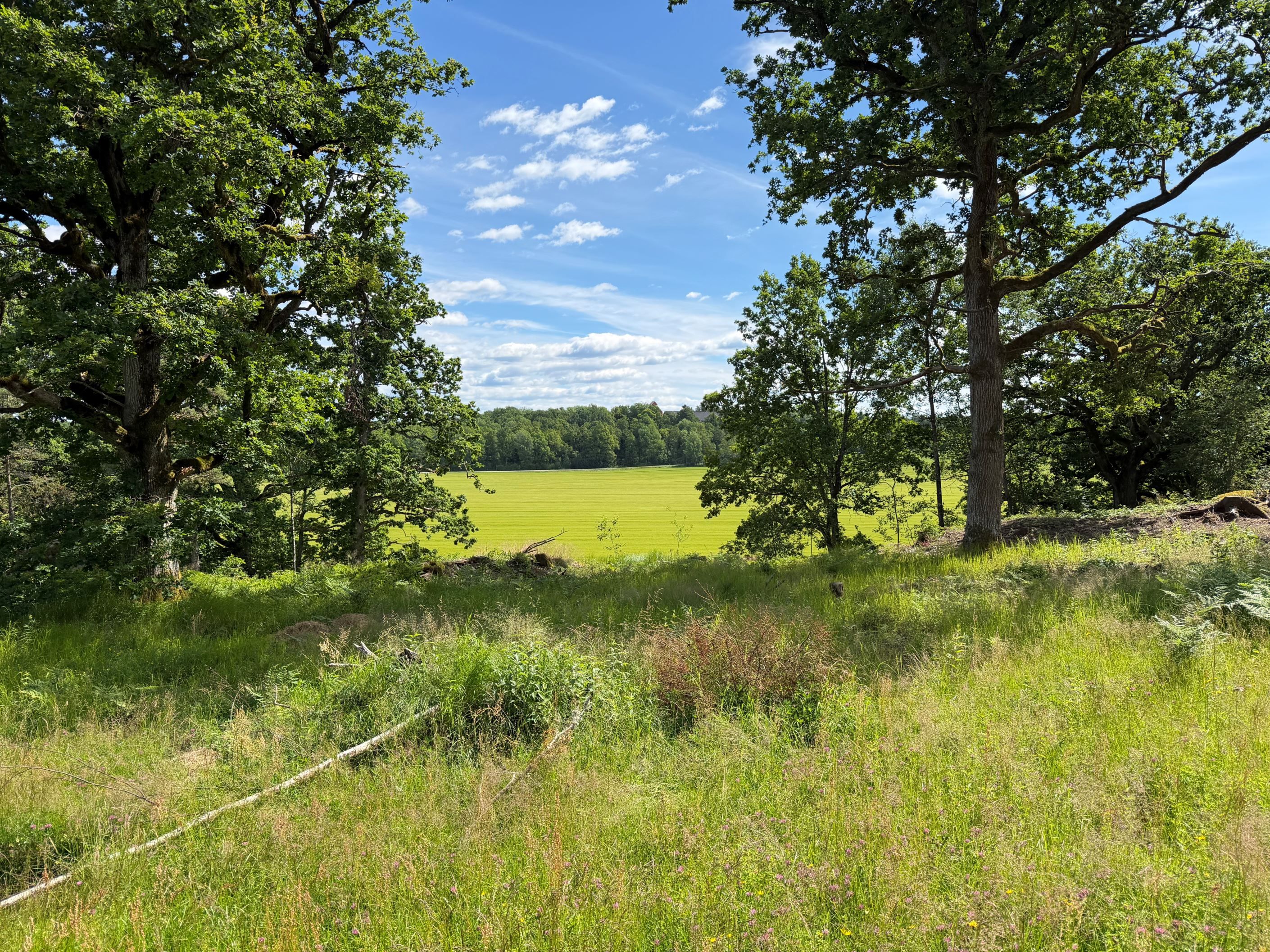 Utsikt från tomten