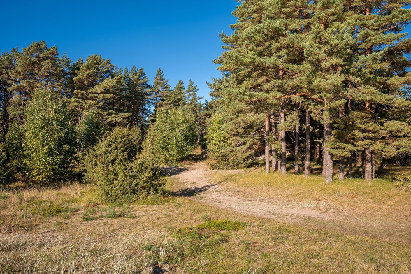 Bildkategori