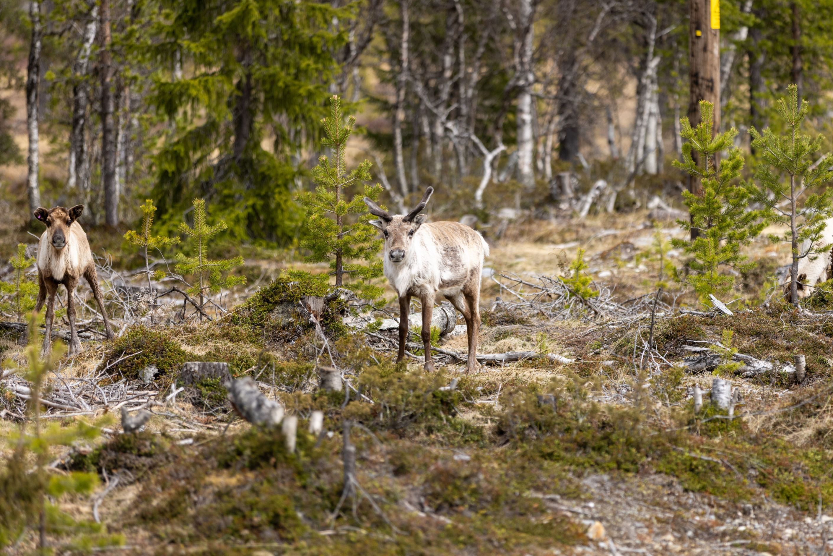 Bildkategori