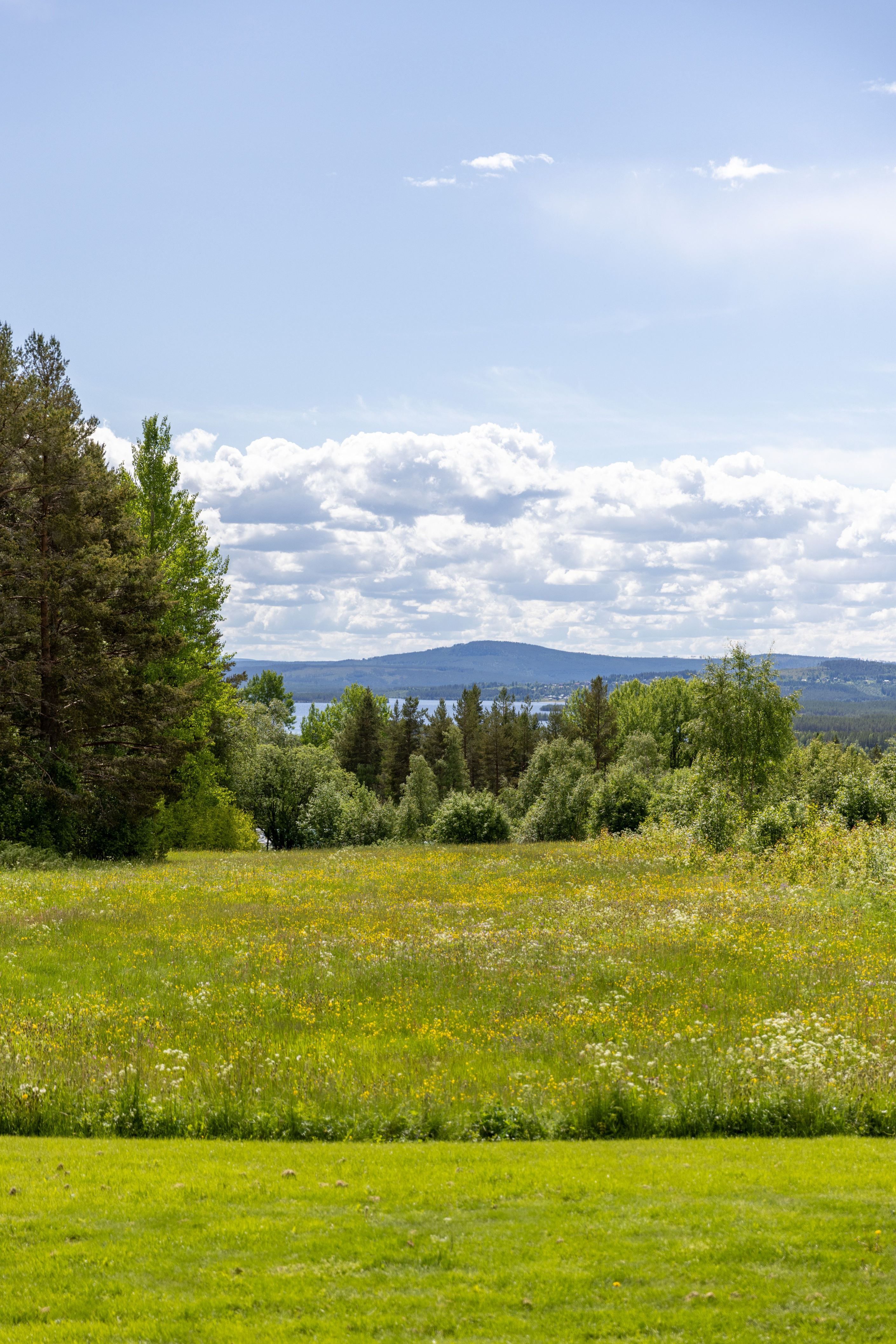 Bildkategori