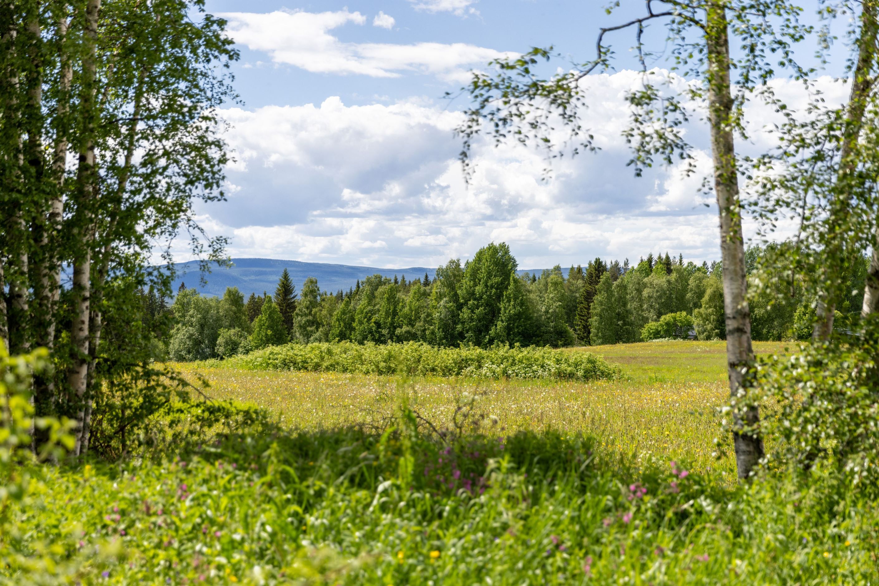 Bildkategori
