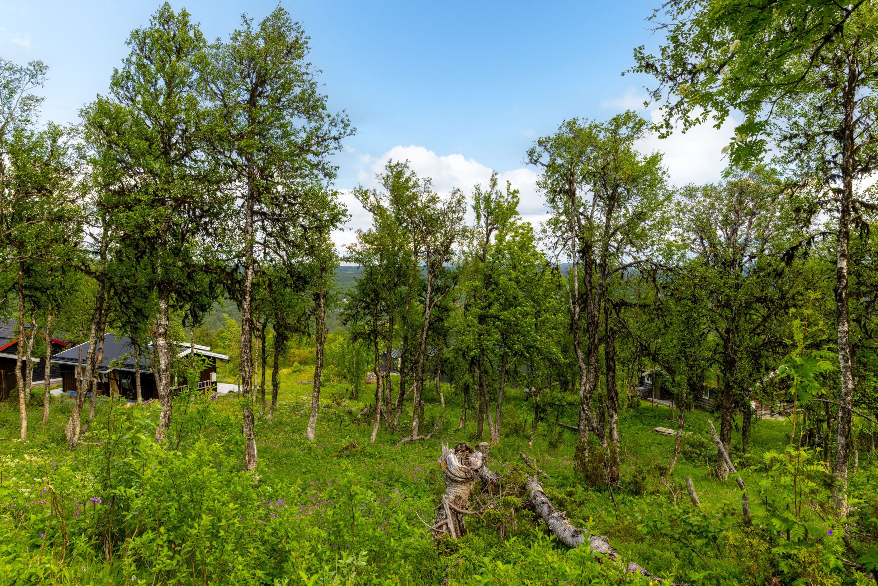 Bildkategori