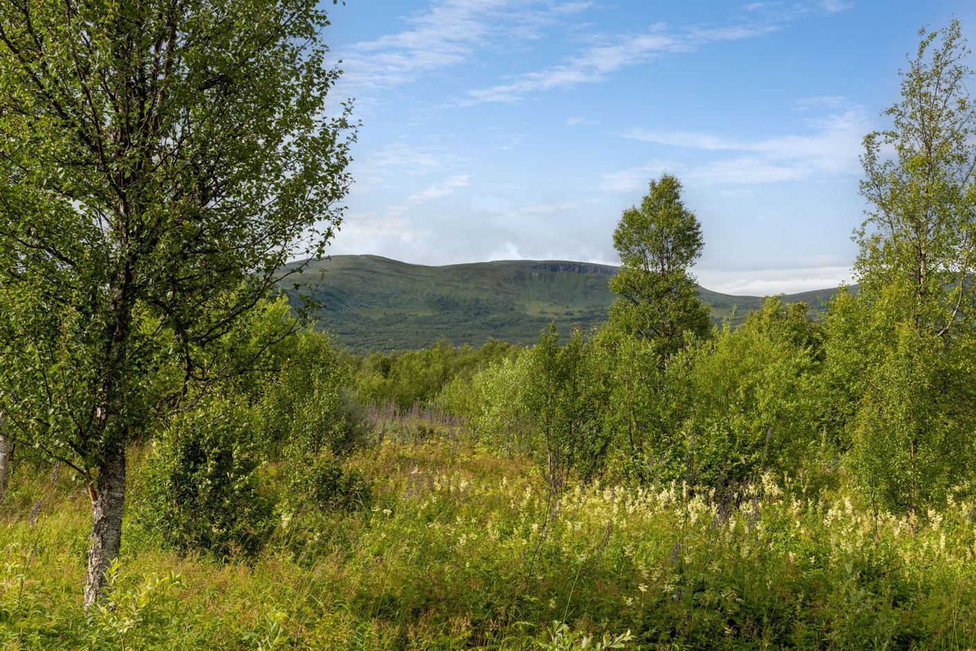 Bildkategori