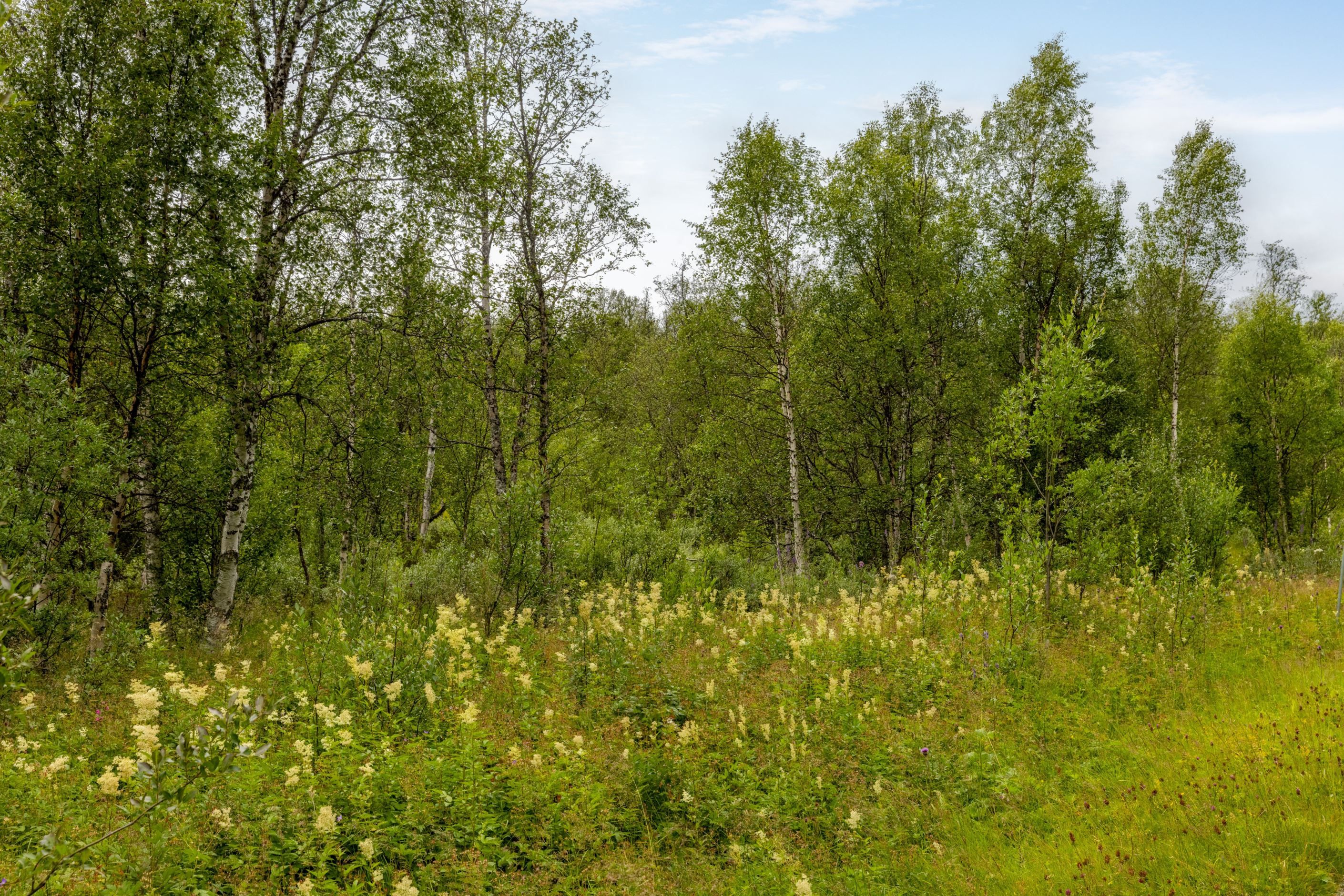 Bildkategori