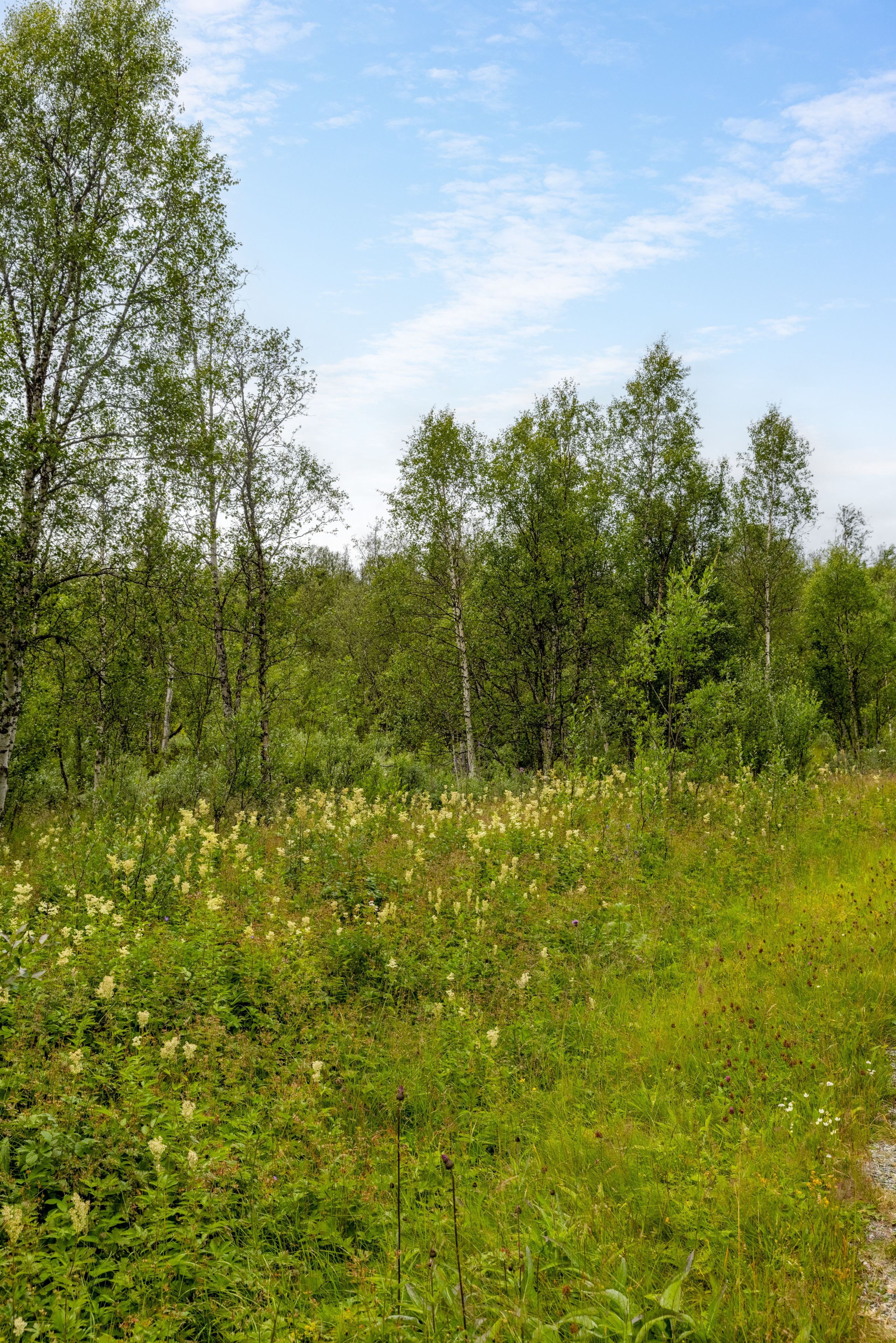 Bildkategori