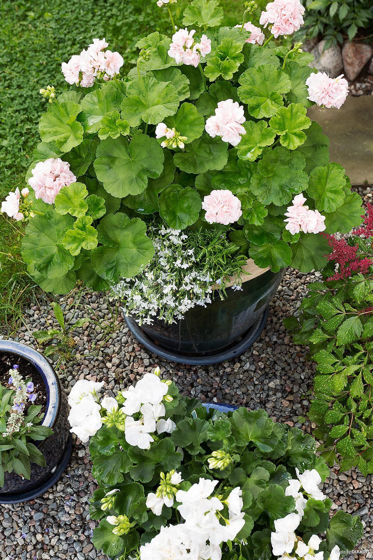 Fina odlingsmöjligheter