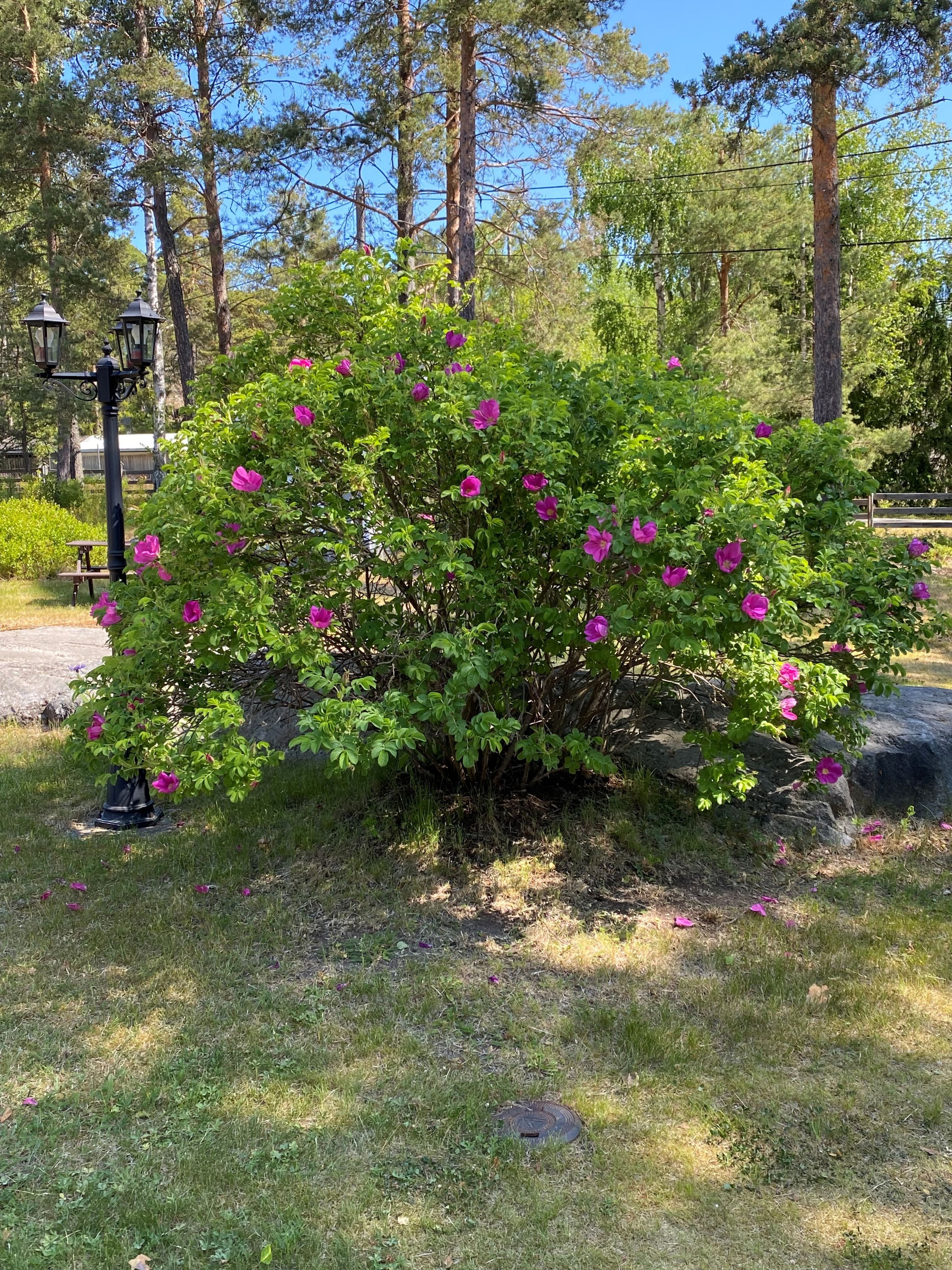 Säljarens sommarbild