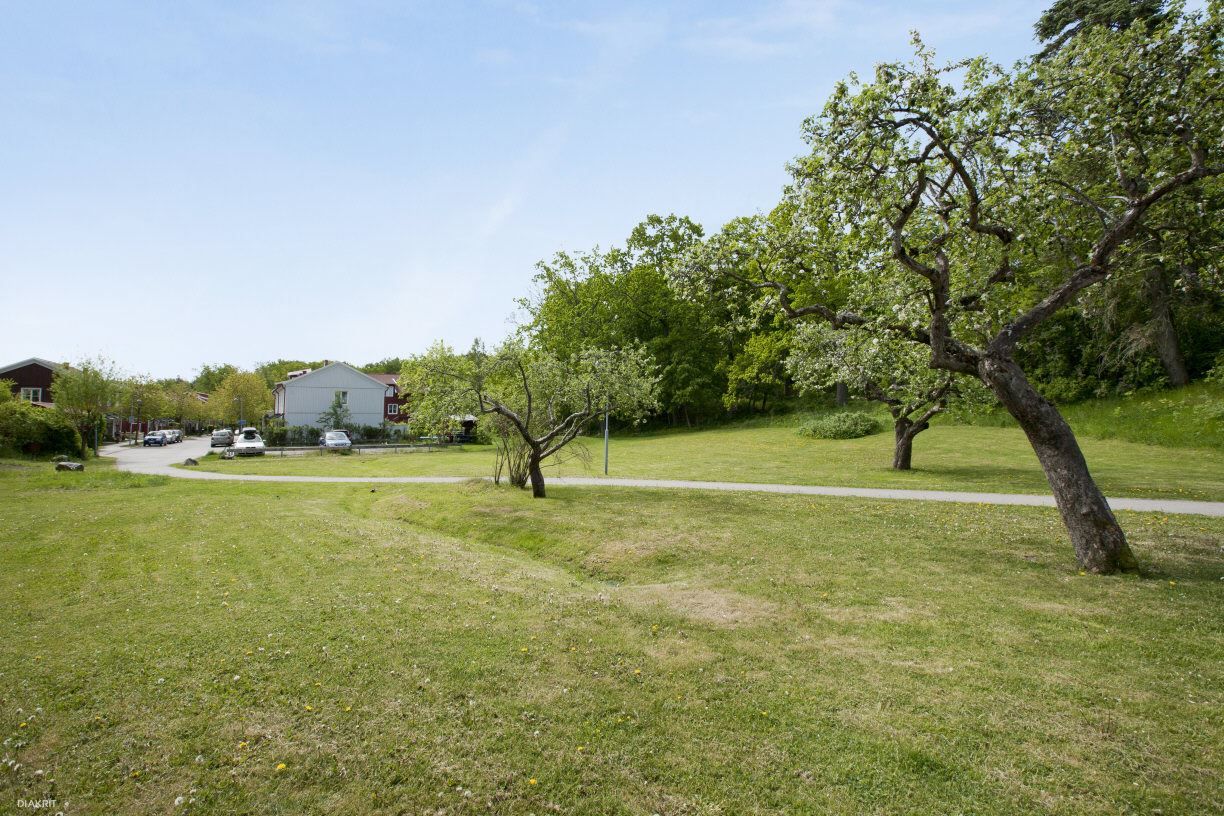 Äppelträdsprydda ängar