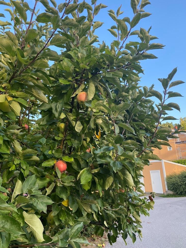 Säljarens egna bilder