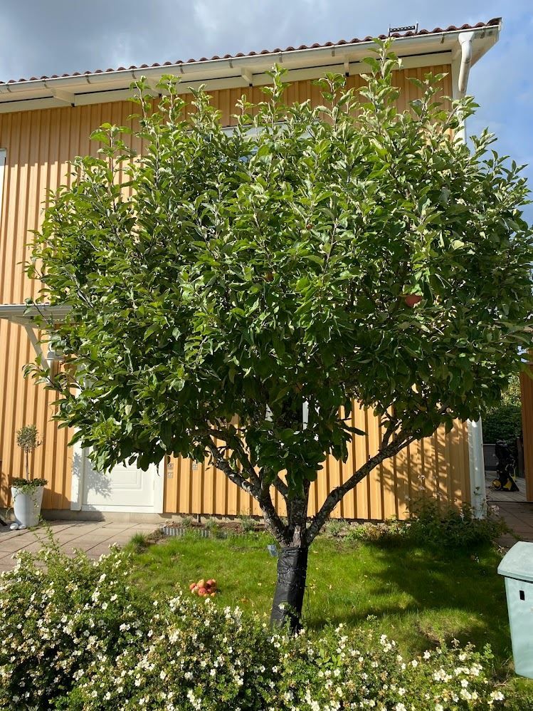 Säljarens egna bilder