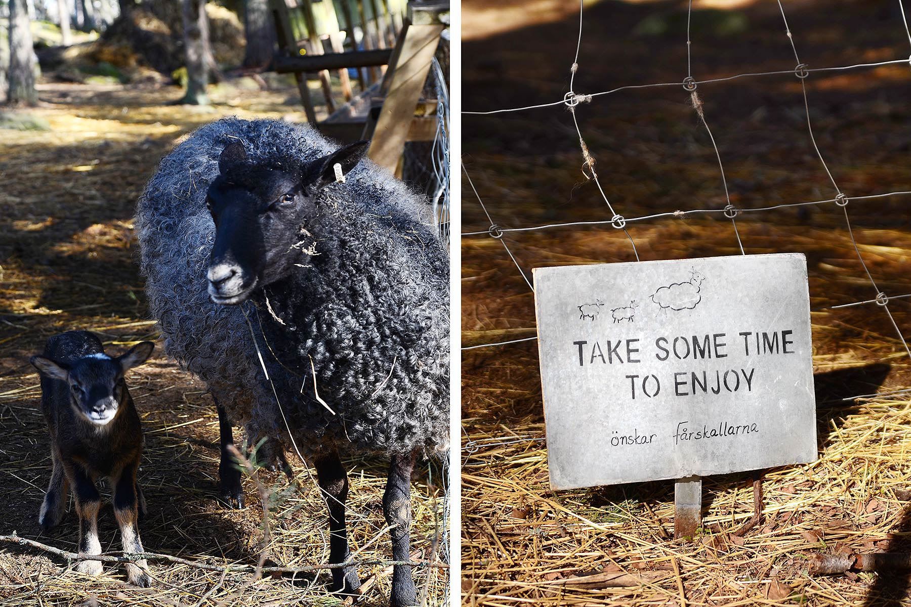 Våren - Fåren är här